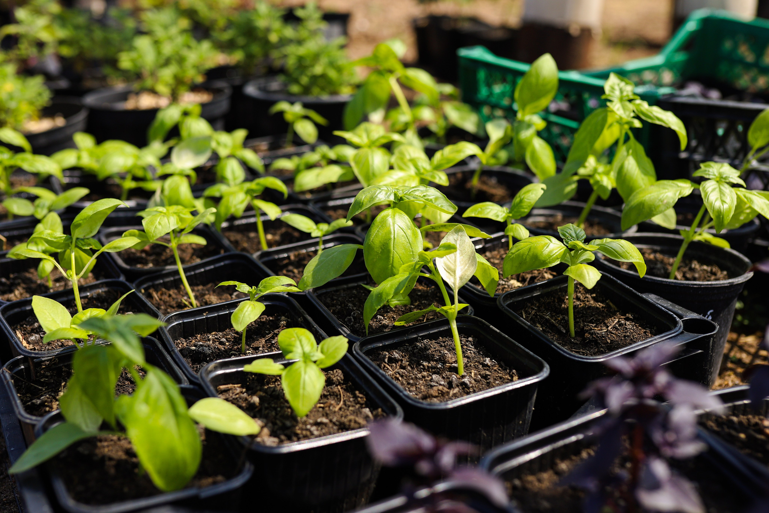 Садовый центр. Фотограф Эмилия Сафиуллина