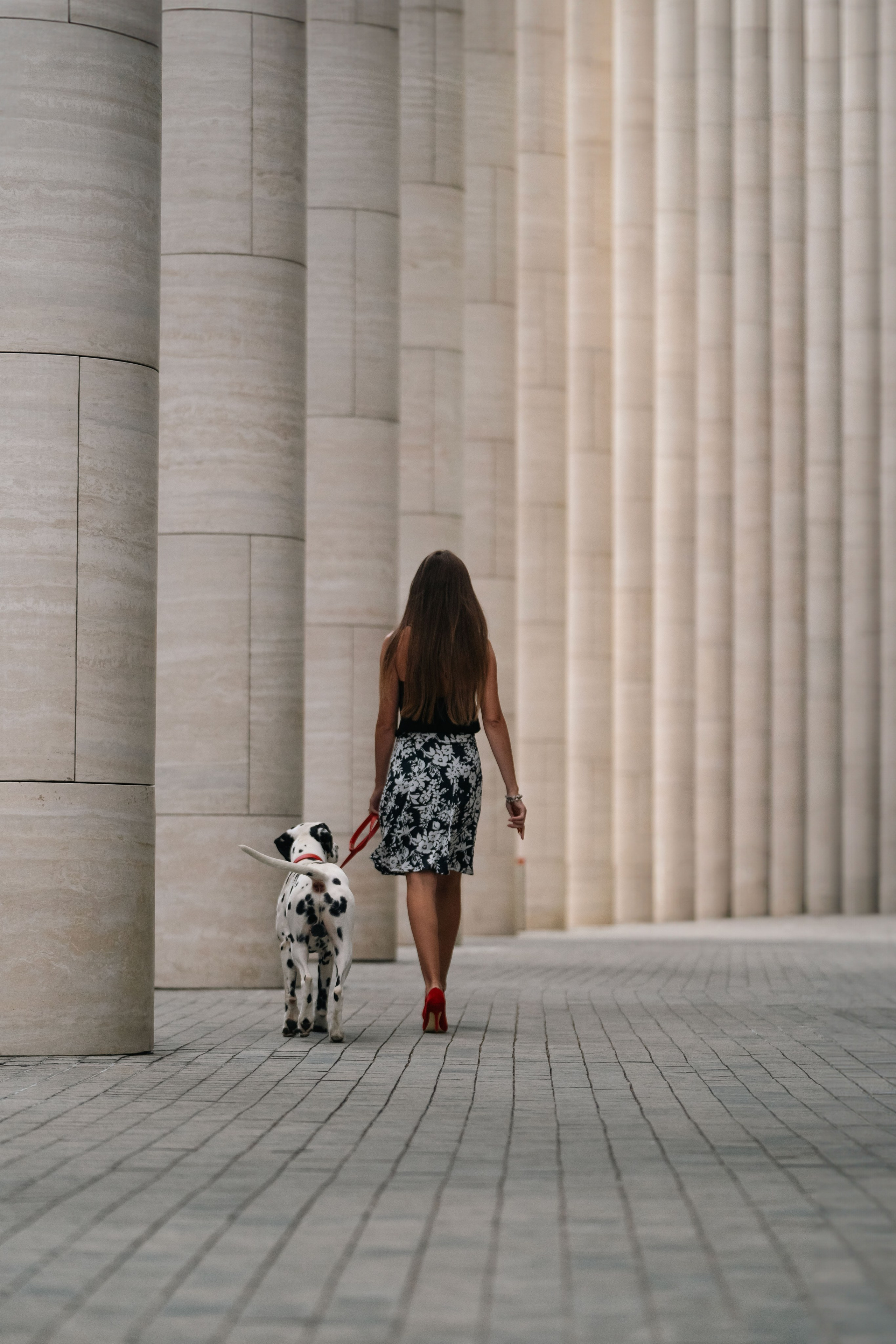 1 Далматин. Фотограф анималист