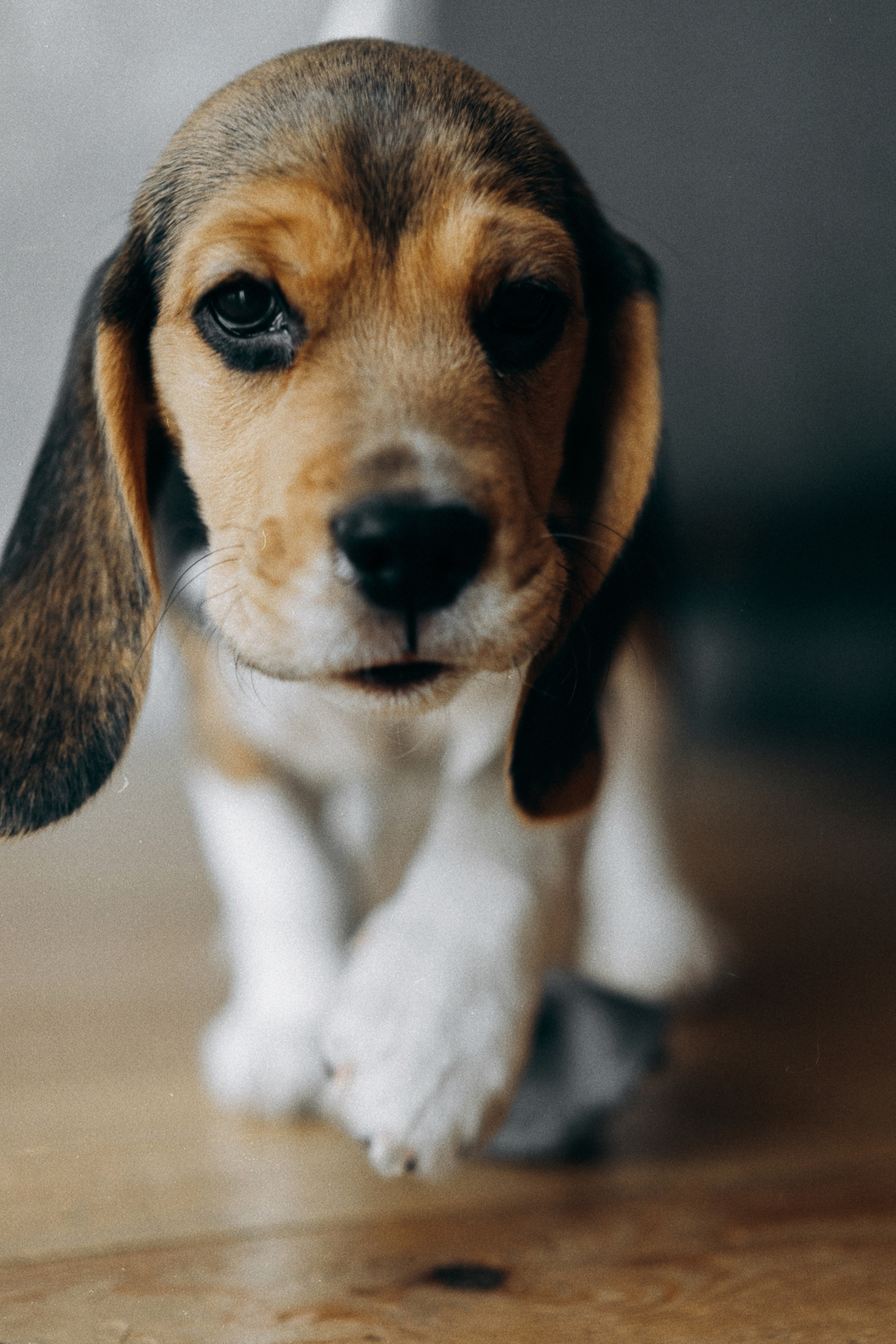 Полина, Костя, Яна, Флокки. Фотограф Контузорова Ольга