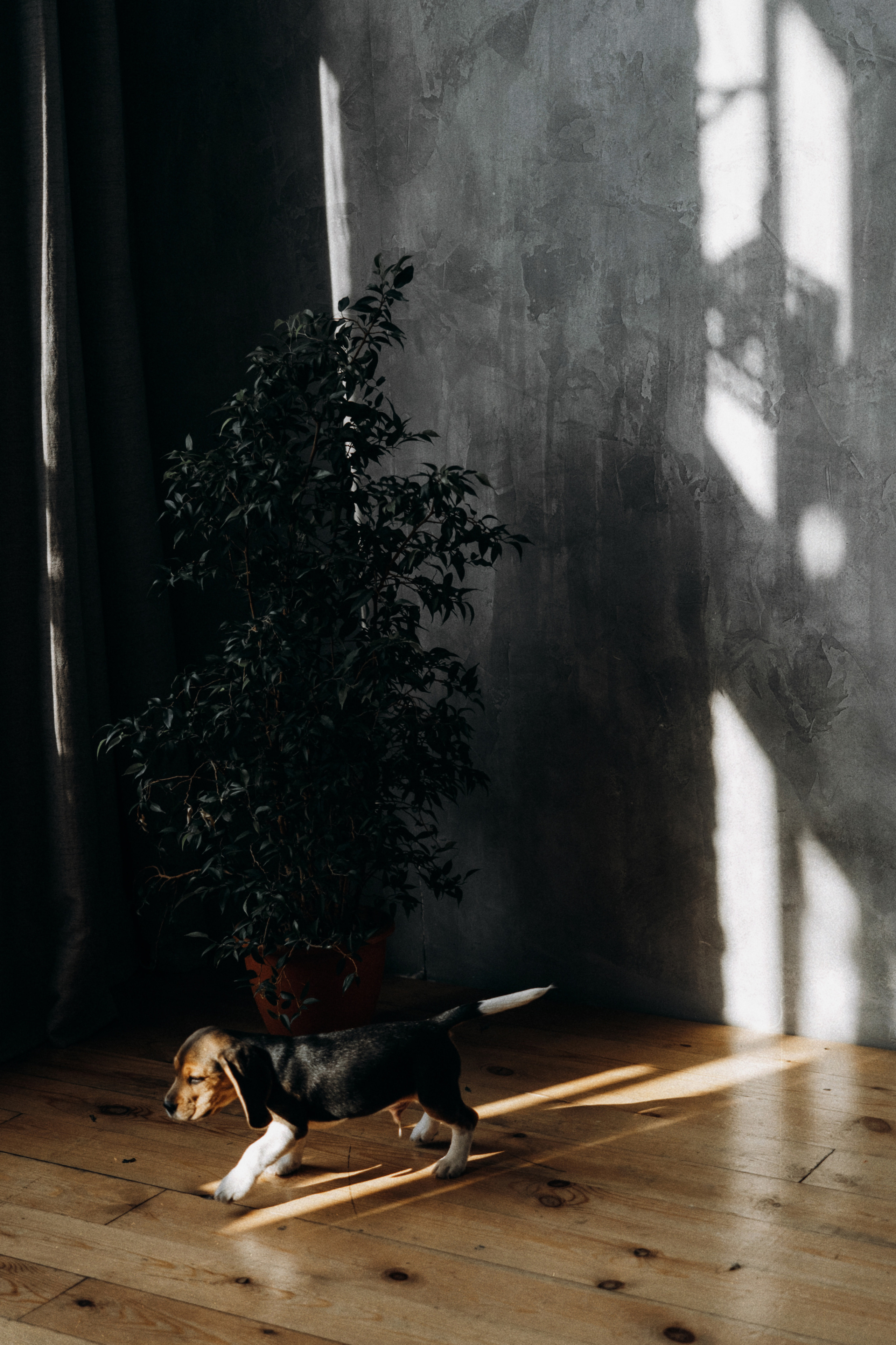 Полина, Костя, Яна, Флокки. Фотограф Контузорова Ольга