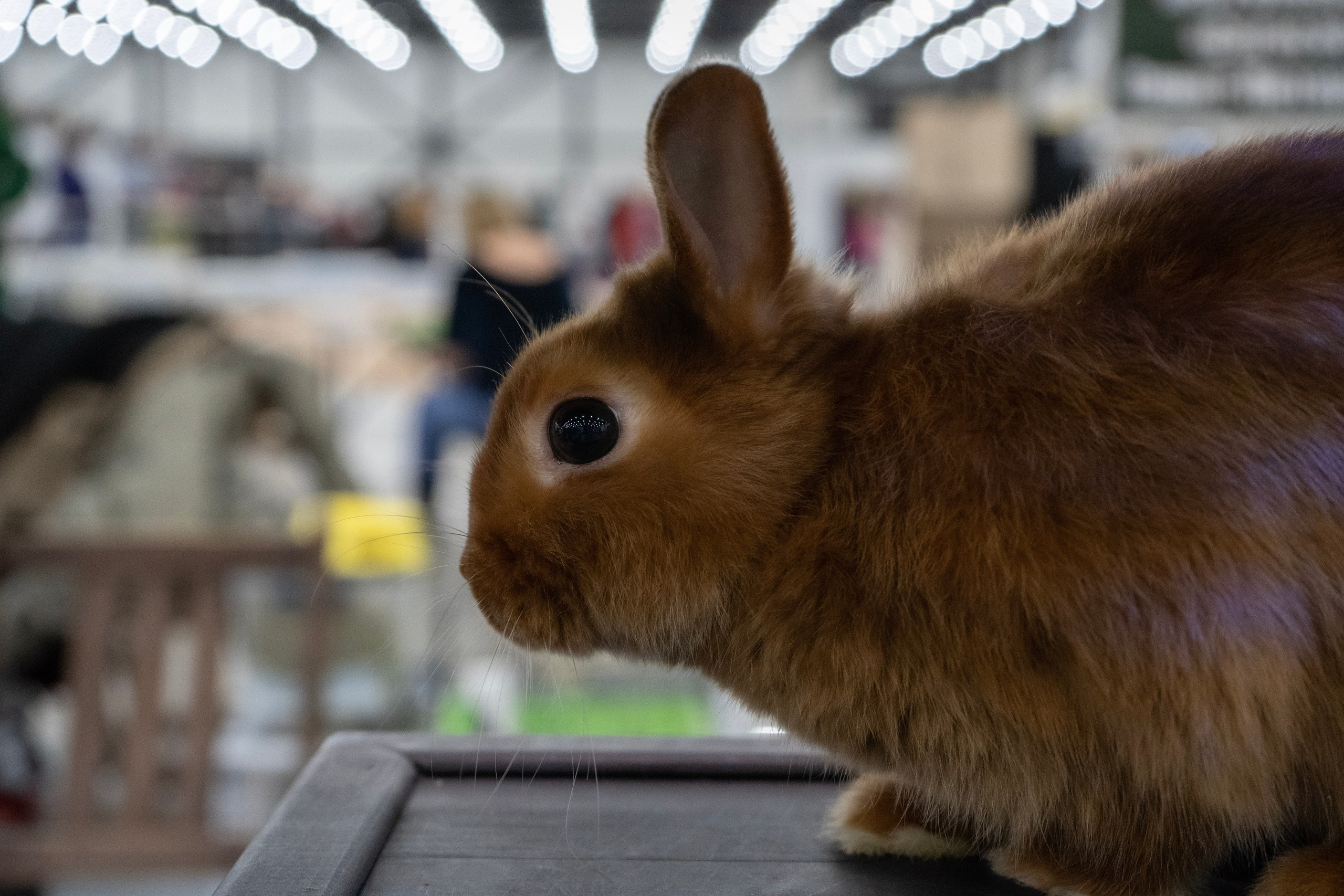 Фотосессии Пушистиков. Фотограф в Санкт-Петербурге Виктория Барышникова