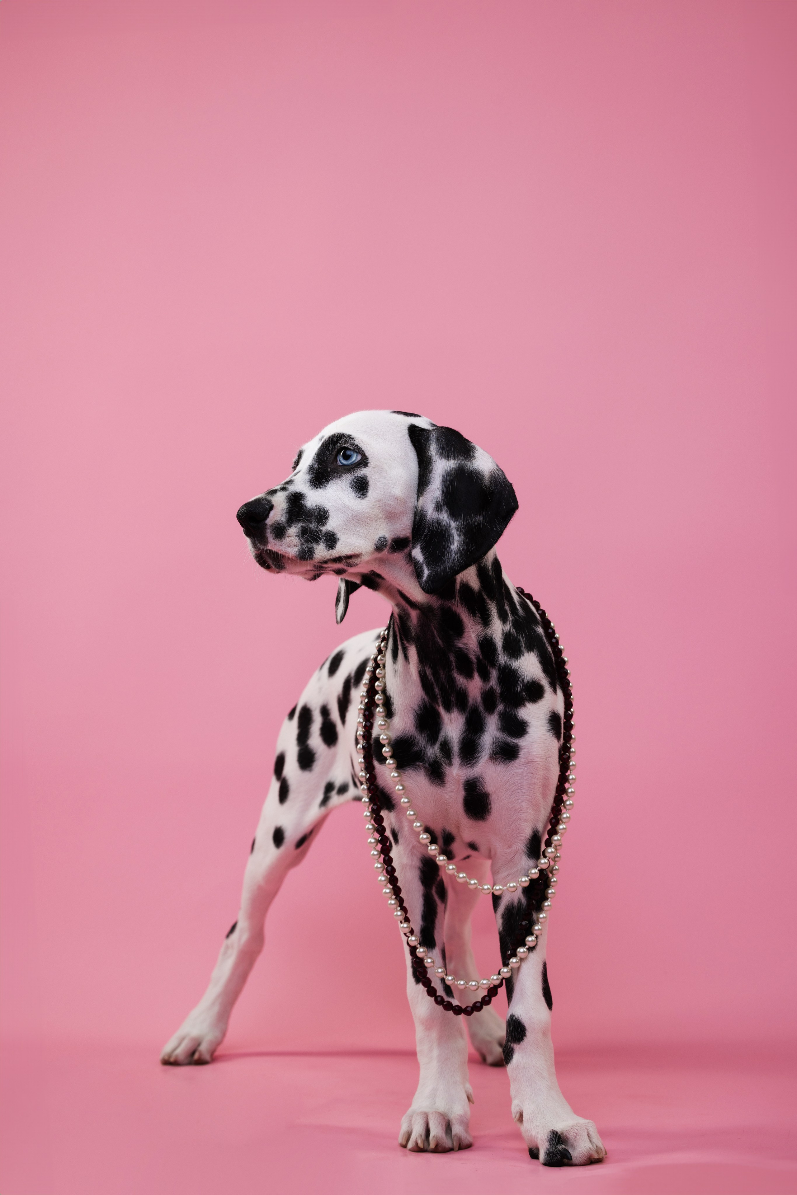 Далматин Одри. Фотограф анималист Осипчикова Мария