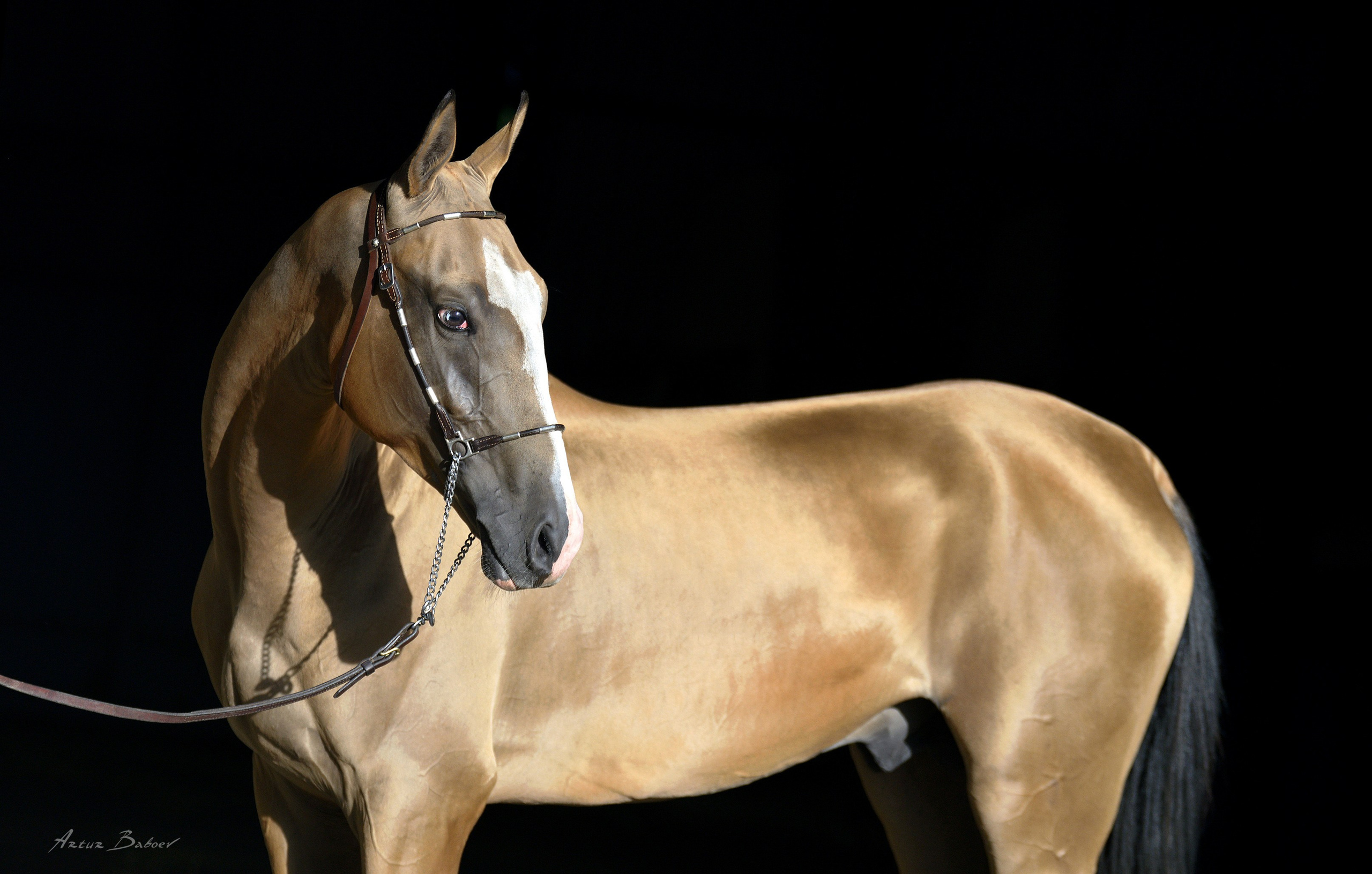 Gallery. Art photos of horses — ARTUR BABOEV | Photographer