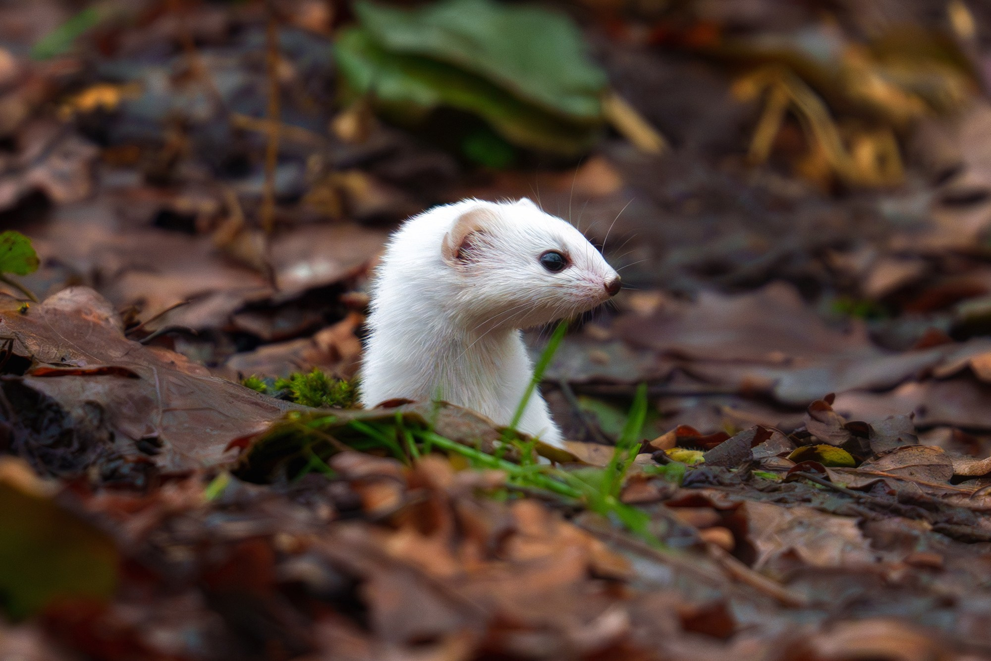 Животные. Ваш личный фотограф Марина Волкова