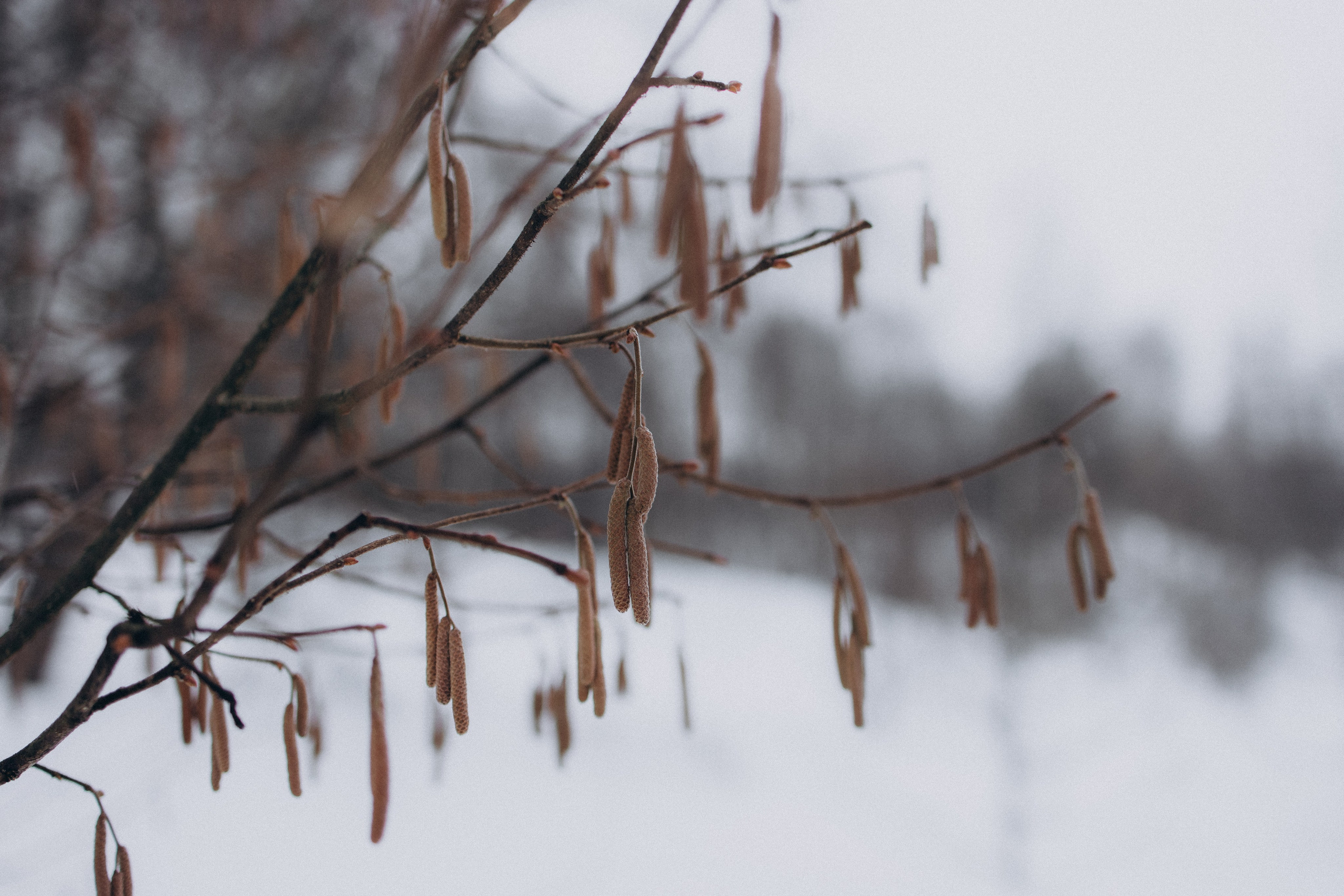 Зимнее очарование. Фотограф lifestylе в Москве Пшеничная Анастасия
