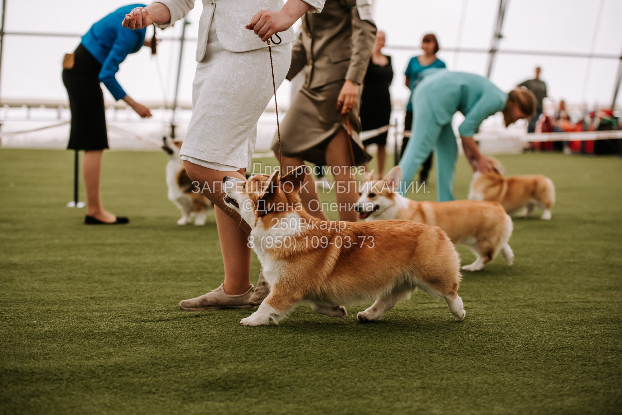 Выставка собак Красноярск 2.06. Фотограф Диана Оленина Красноярск / Братск