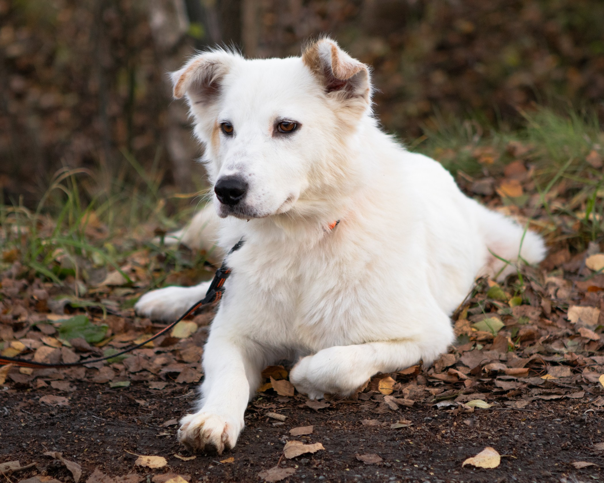Собаки. Фотограф-анималист Полина Колкова | Москва
