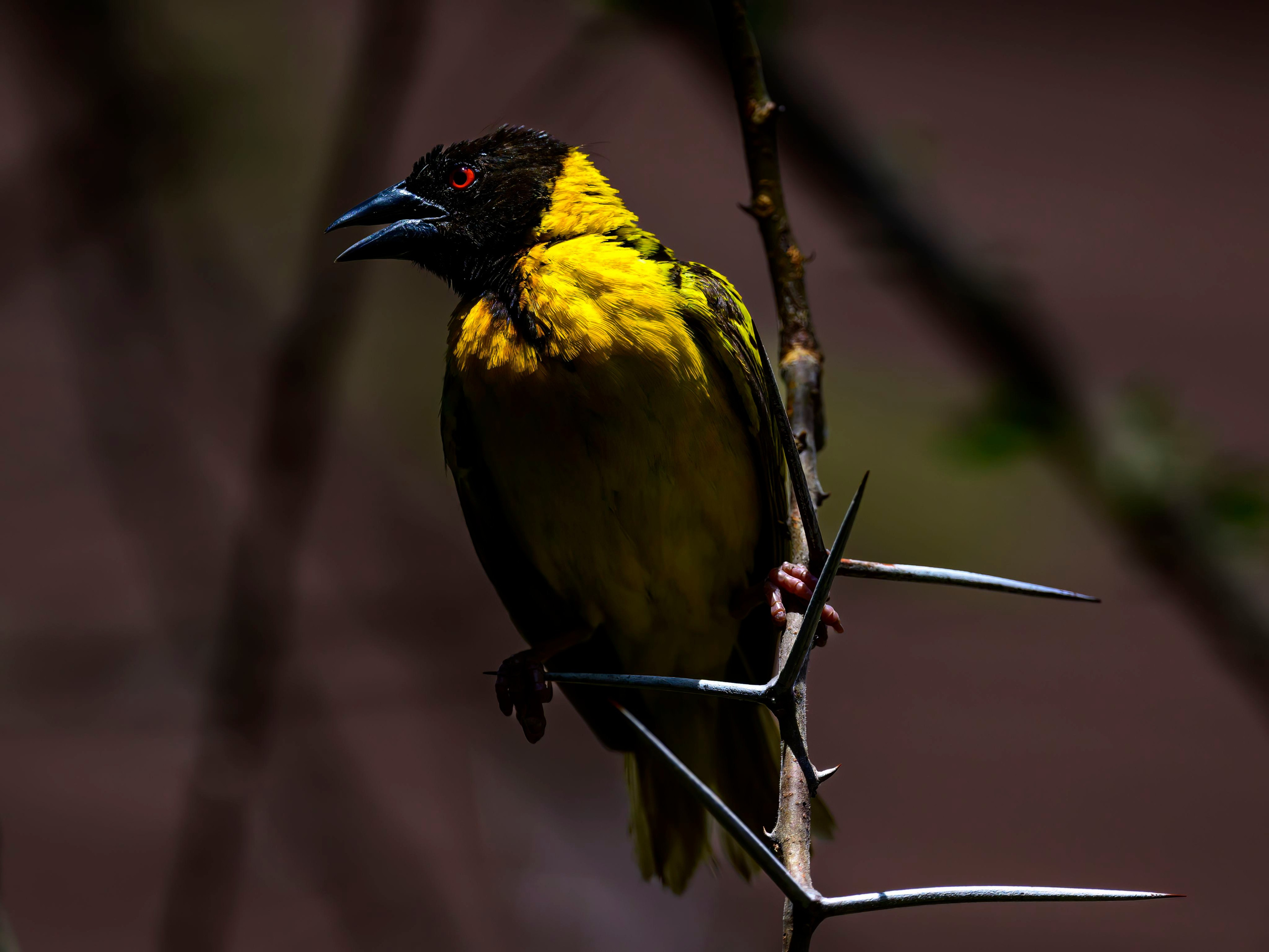 Кения. Wildlife photography by Sergey Puponin