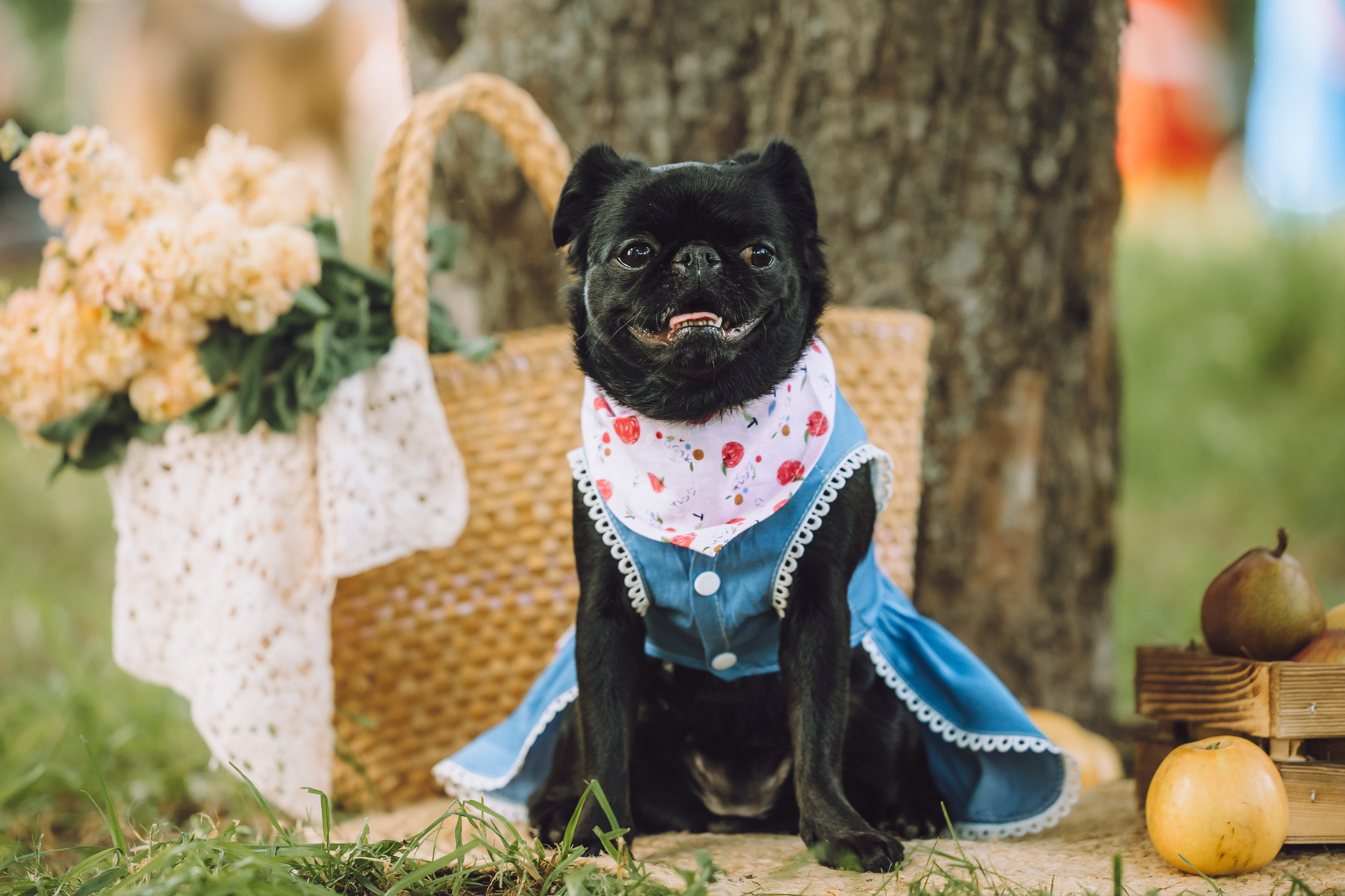 Griff-пикник. Семейный фотограф животных, анималист в Москве Екатерина Киреева