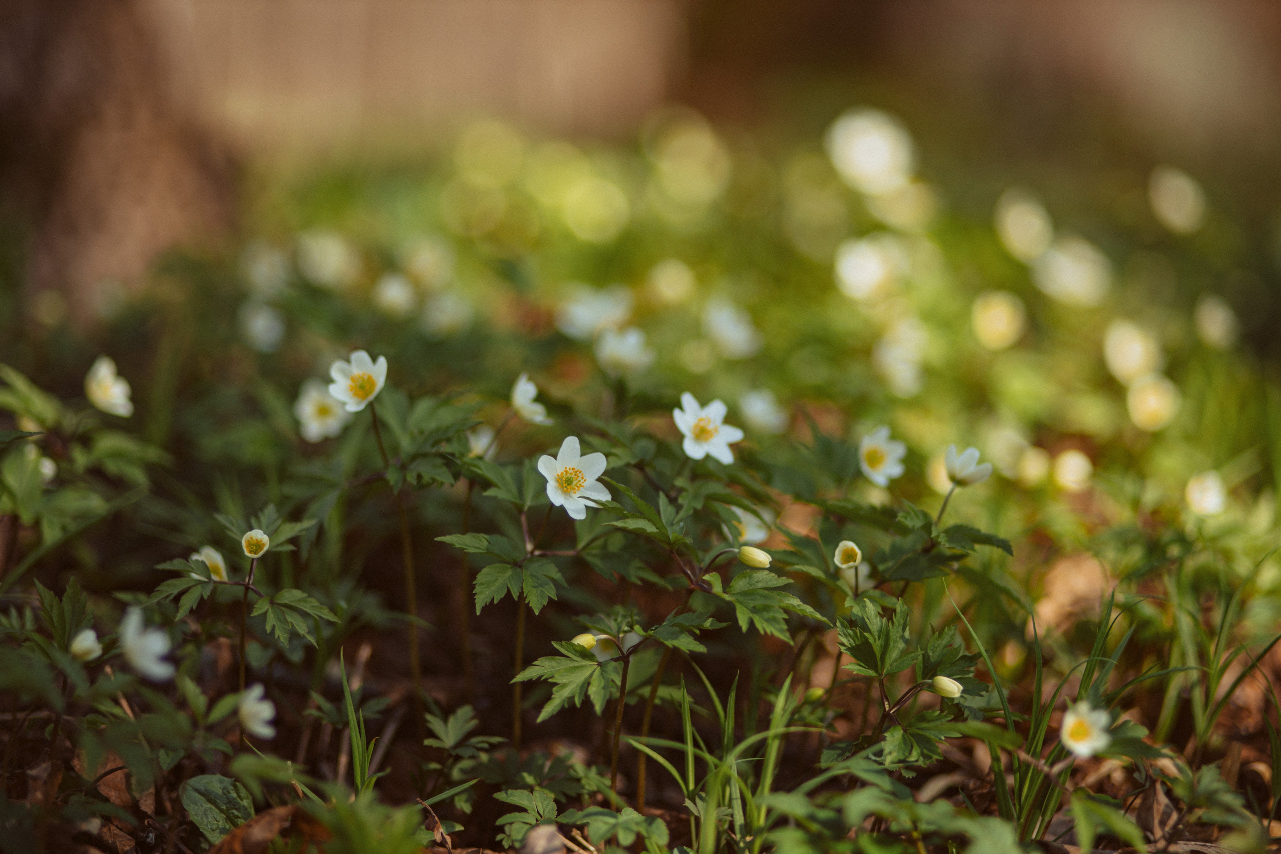 Петергоф нижний парк фото