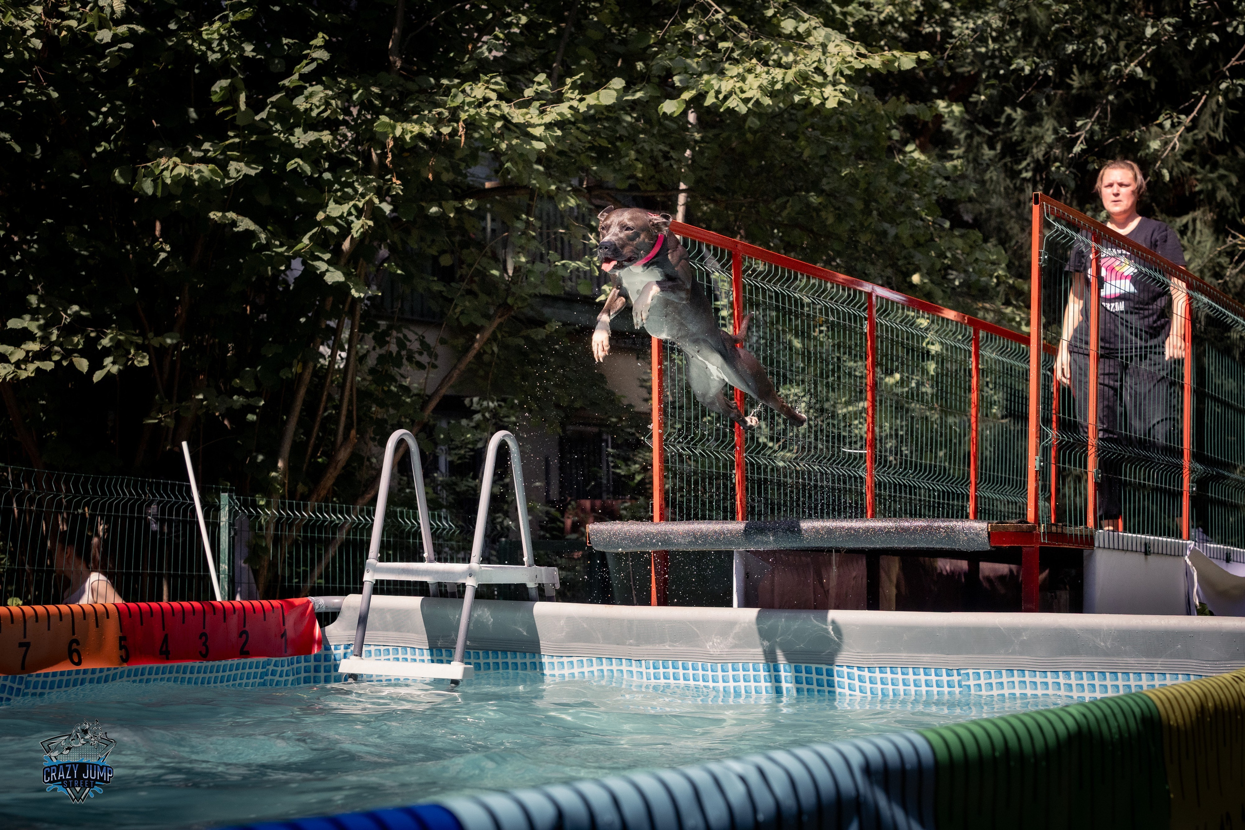 Собаки, спорт, Док дайвинг. Свадебный и репортажный фотограф в Москве и Московской области