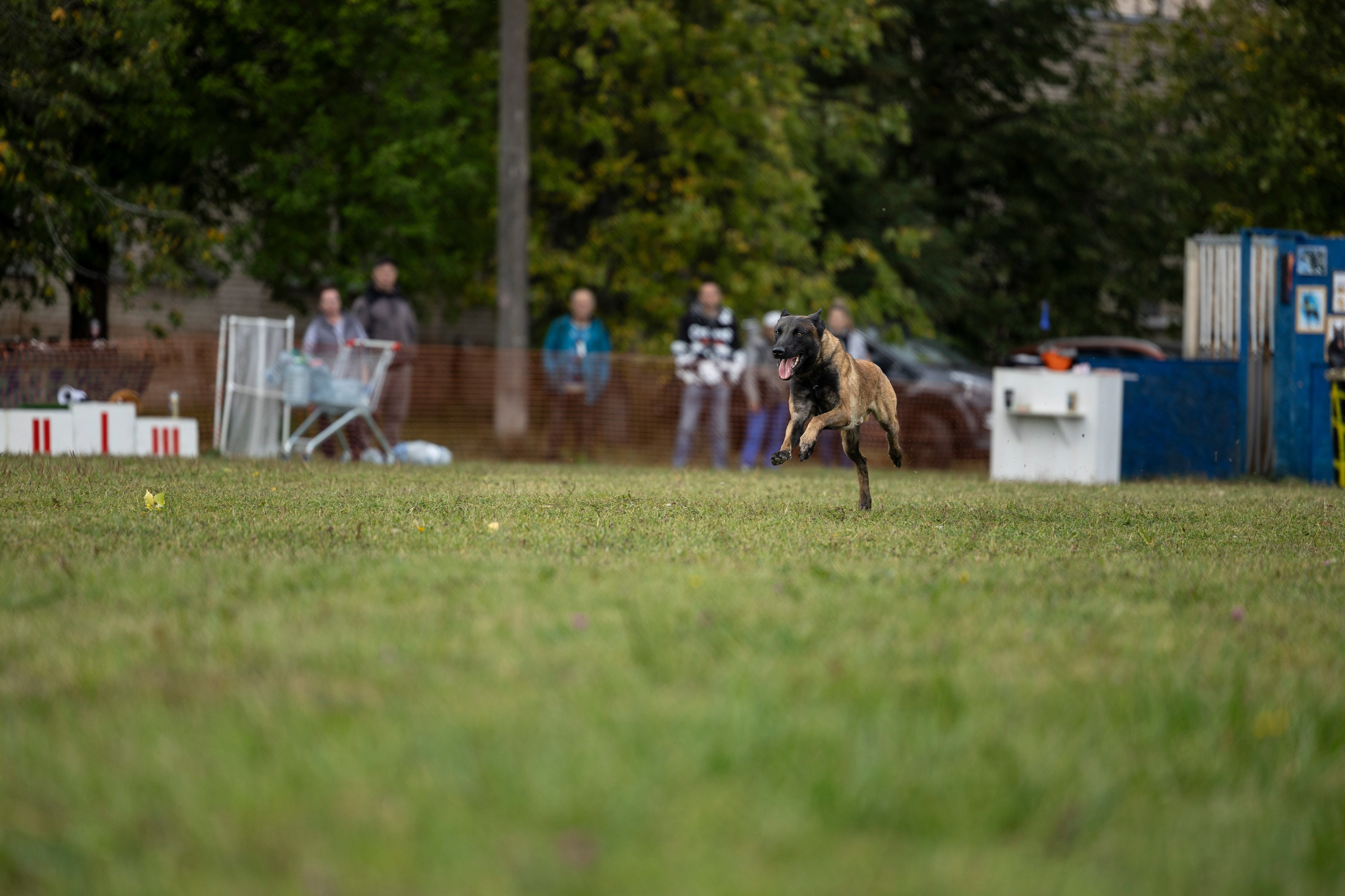 Испытания по Мондьорингу г. Пушкин. Фотограф-анималист Анна Маринич