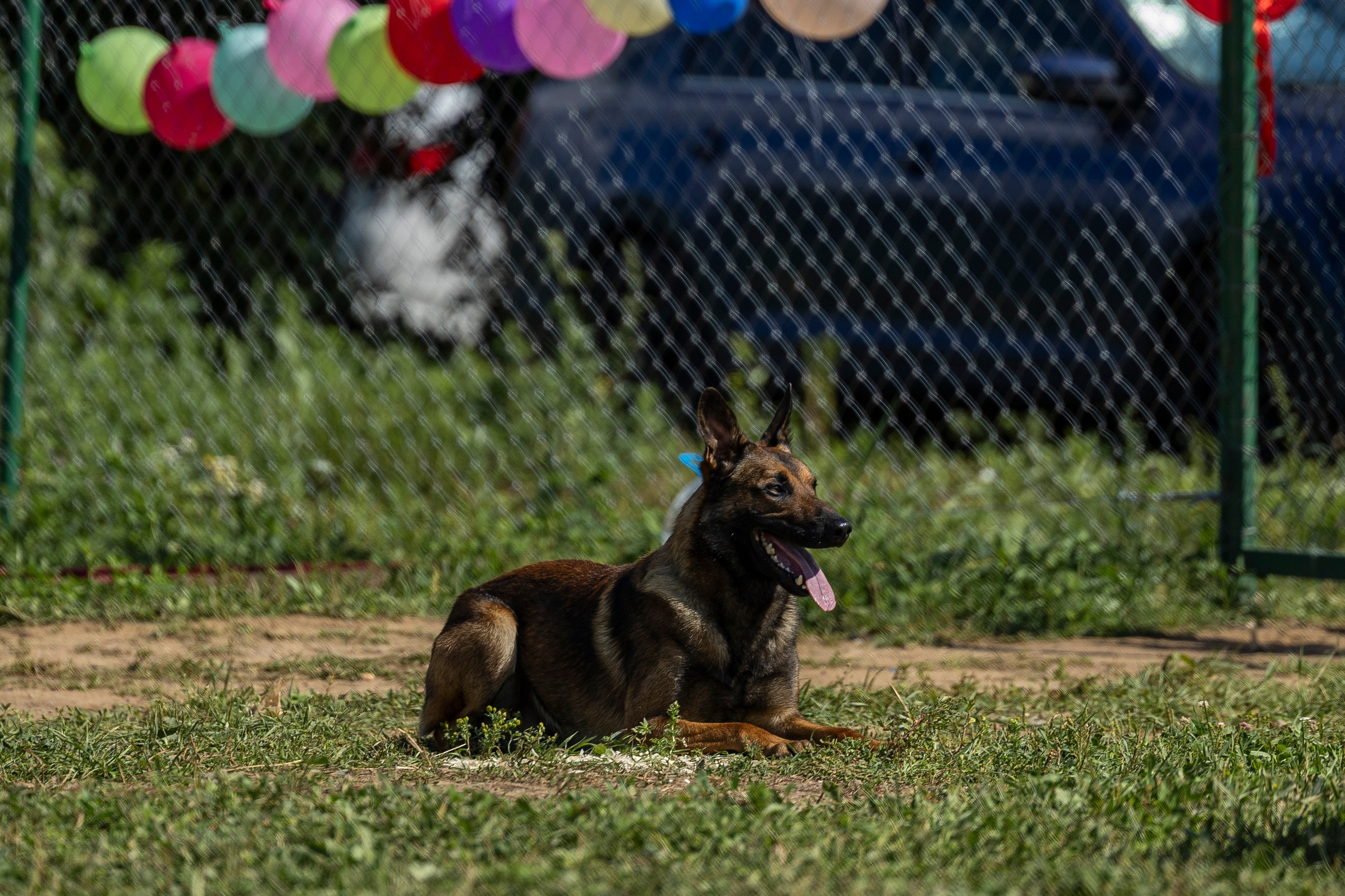 Соревнования по Мондьорингу г. Вологда 10-11.08.2024. Фотограф-анималист Анна Маринич