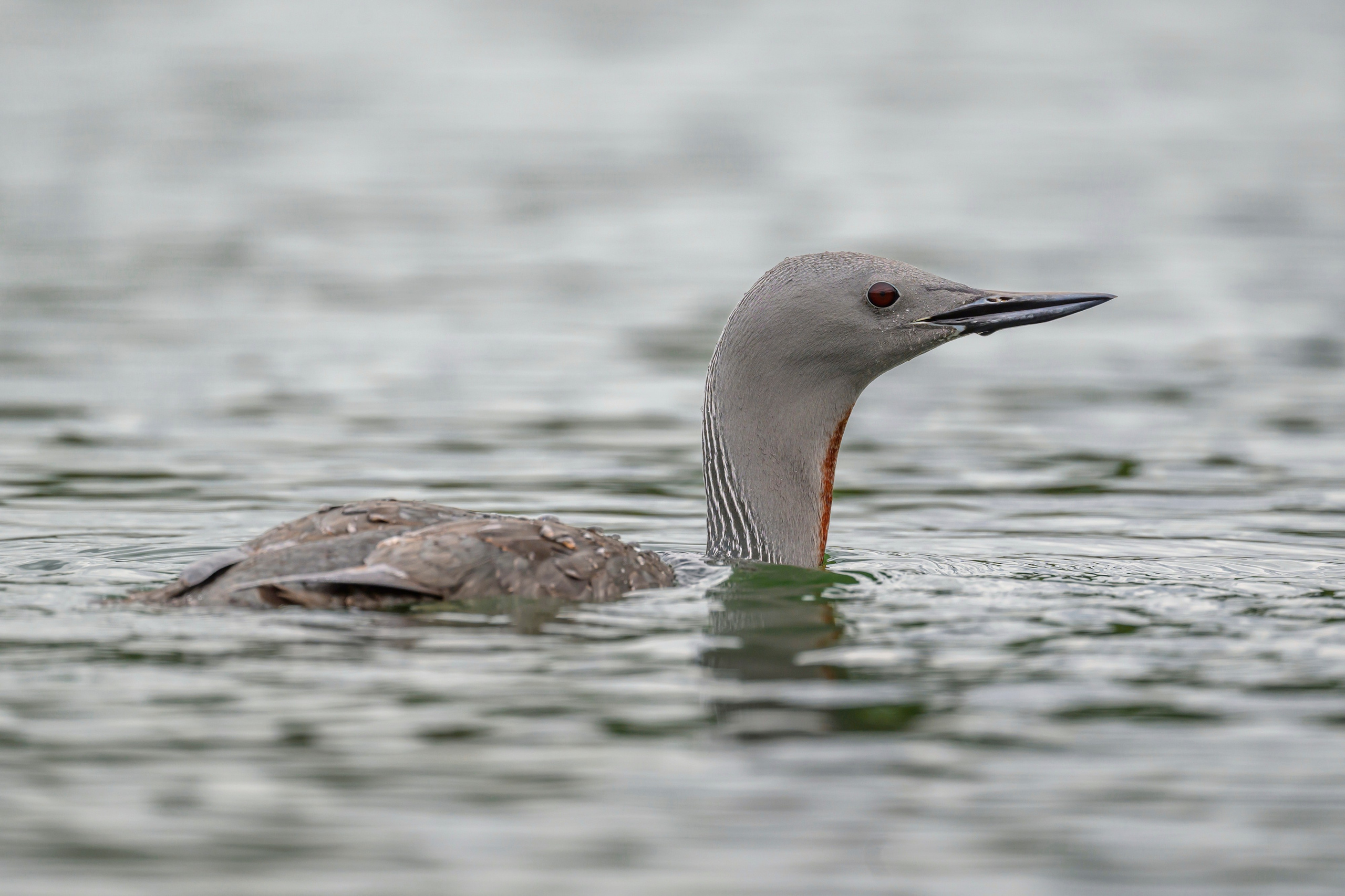 Краснозобая гагара. Wildlife photography by Sergey Puponin