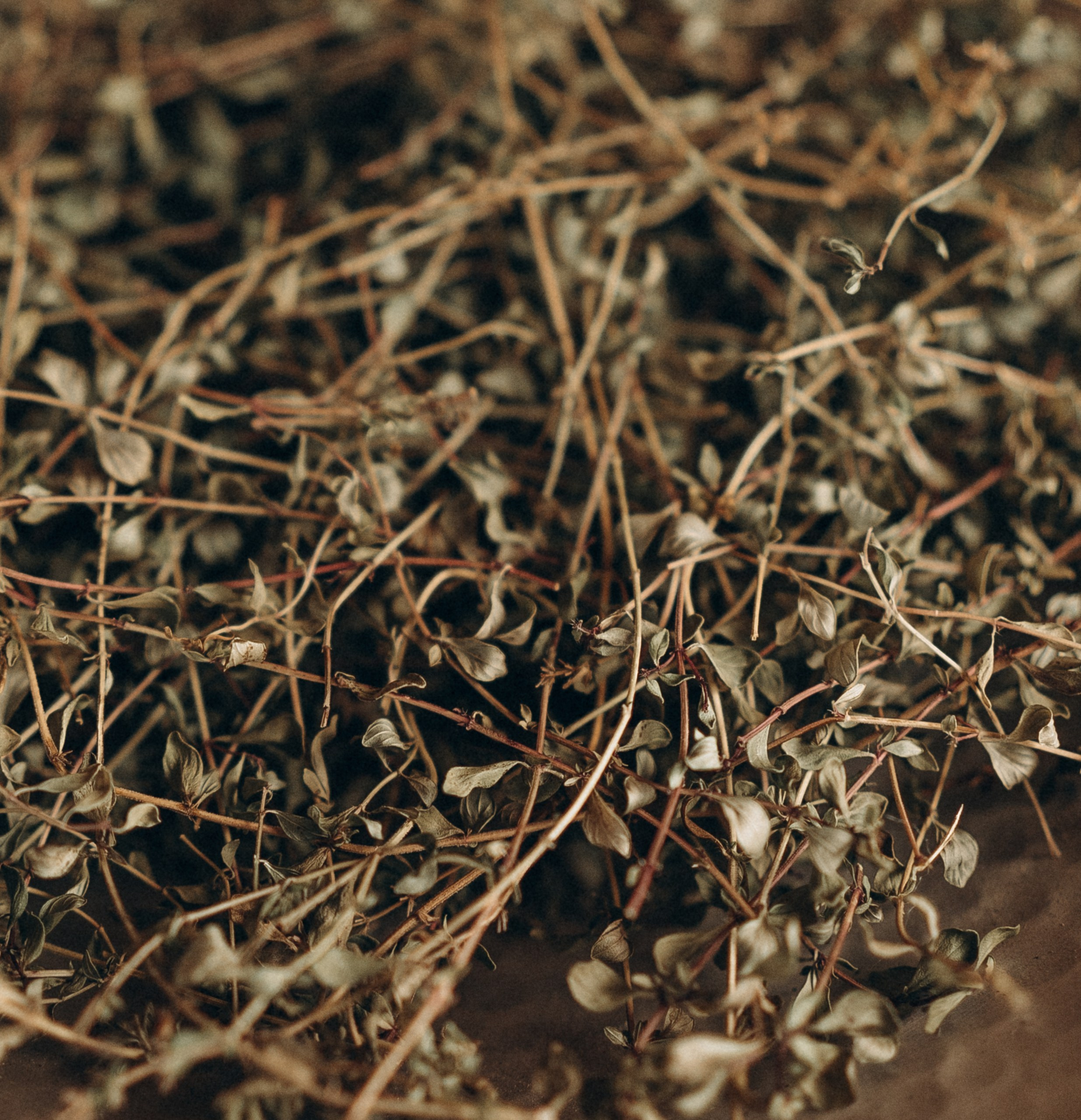 Чай с чабрецом на даче. Семейный и домашний фотограф в Уфе Ирина Гарасюта