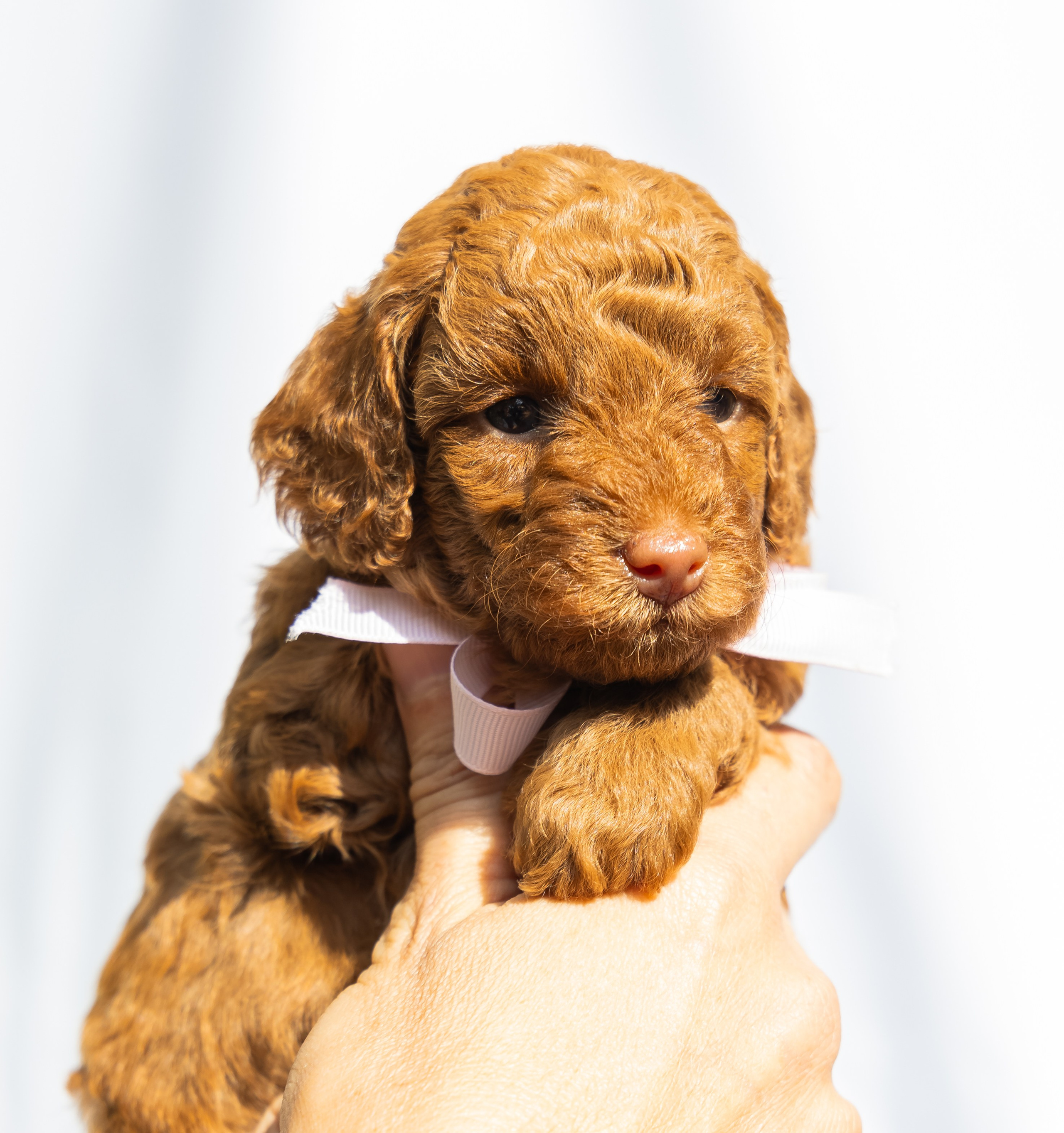 С животными. Фотограф-ретушёр