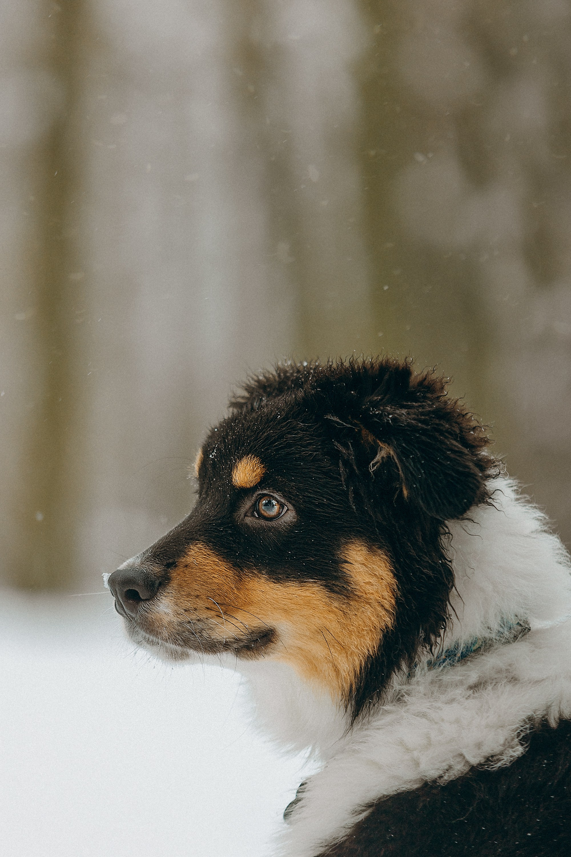 Рей со своей семьей. Фотограф. Фотограф-анималист. Москва