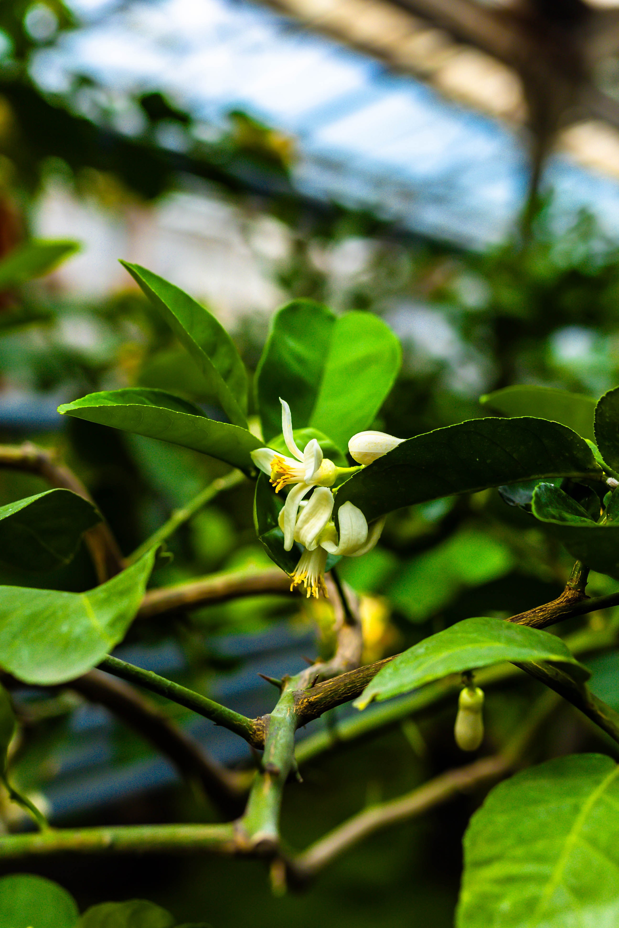 Фотографии природы Липецка. Свадебный и семейный фотограф Виолетта в Липецке
