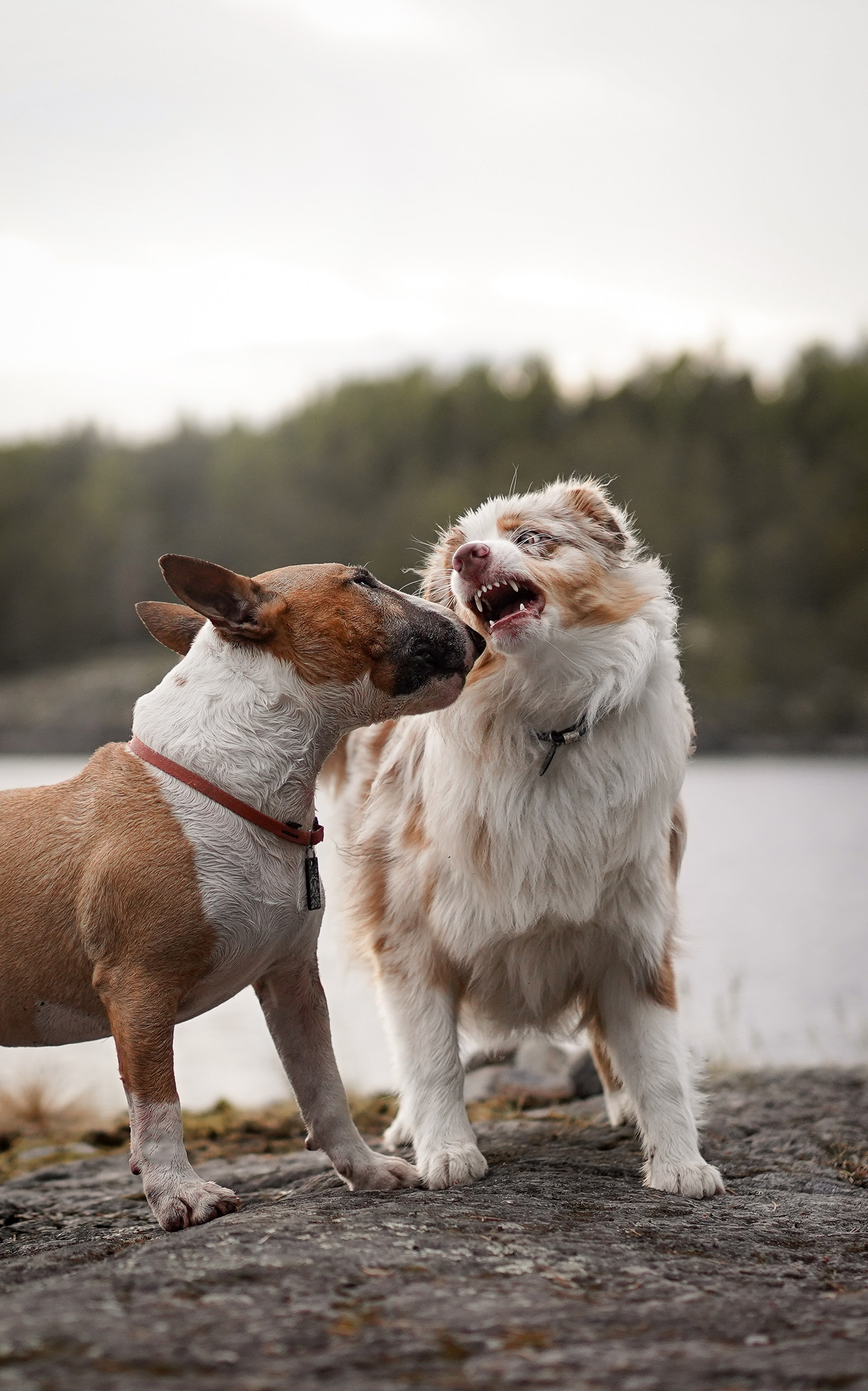 Панда и Юни в Карелии. Фотограф-анималист в Санкт-Петербурге Яна Мартынова