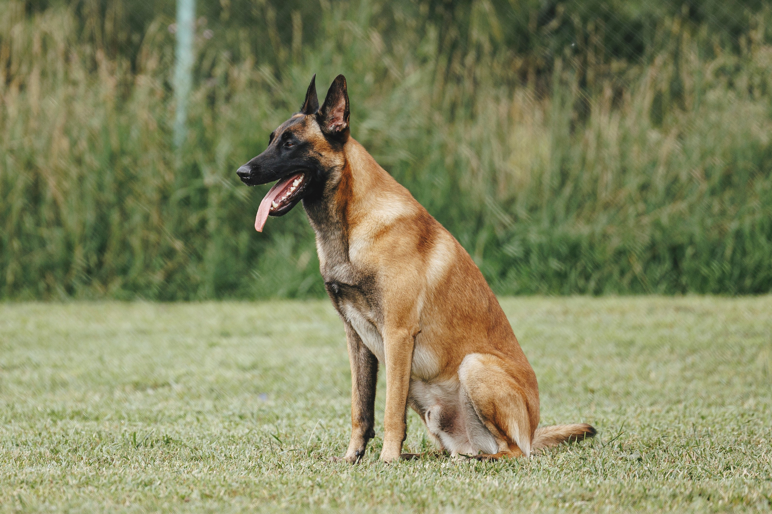 08.08.25-10.08.25 ЧР по мондьорингу г. Вологда. Фотограф-анималист Анна Маринич