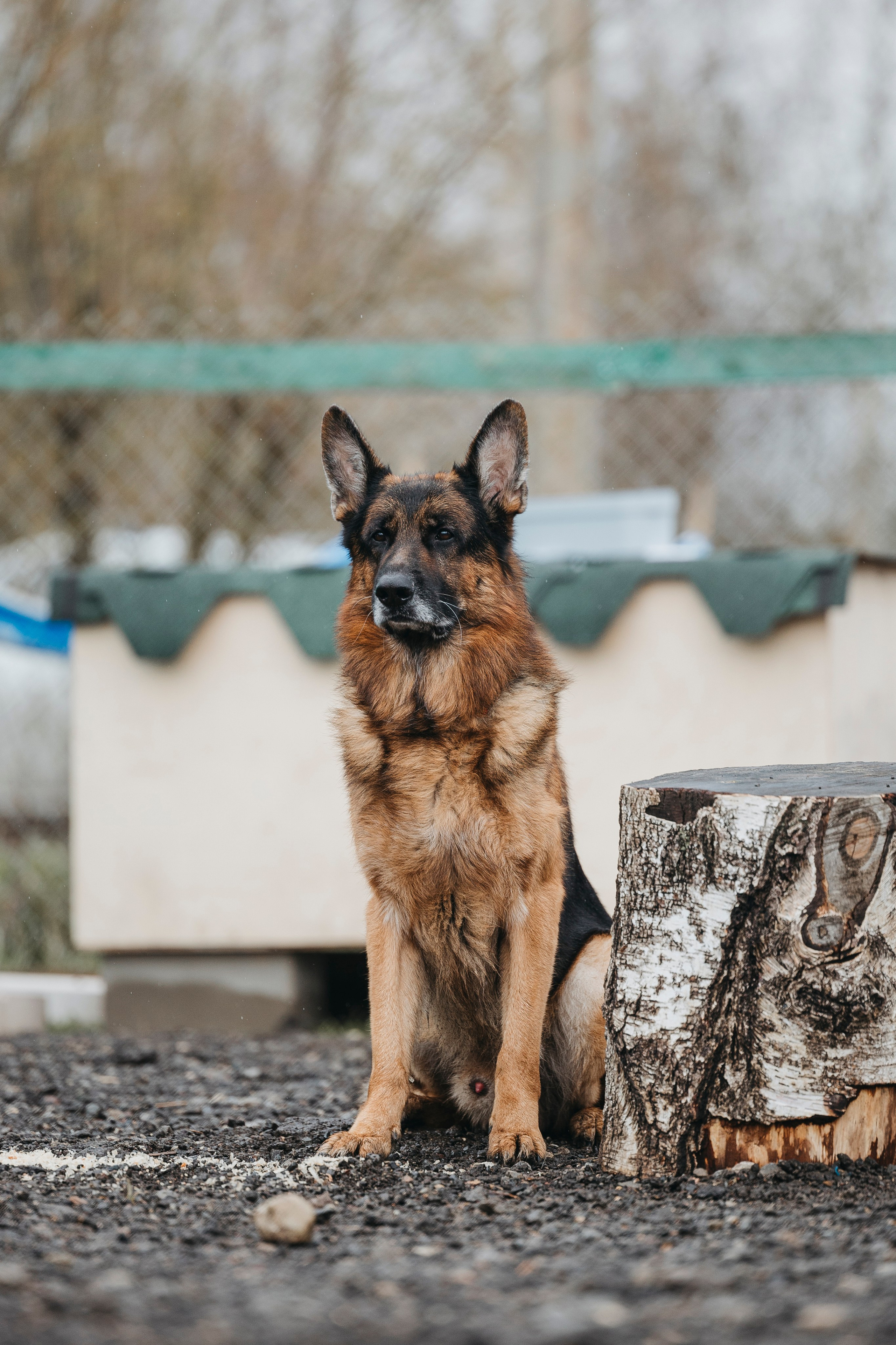 09.05.25 Вологда соревнования. Фотограф-анималист Анна Маринич