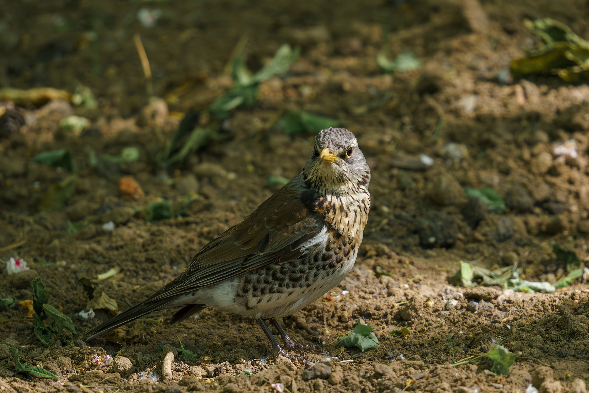 Удивительные мир птиц. Вокруг нас столько прекрасного — присмотритесь!. Ваш личный фотограф Марина Волкова