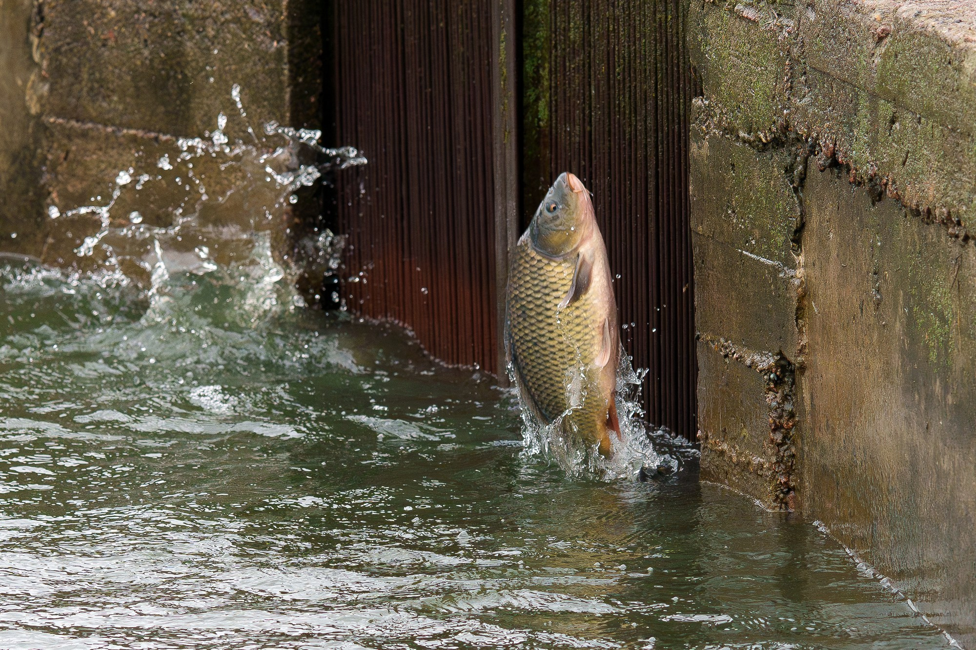 Животные. Ваш личный фотограф Марина Волкова