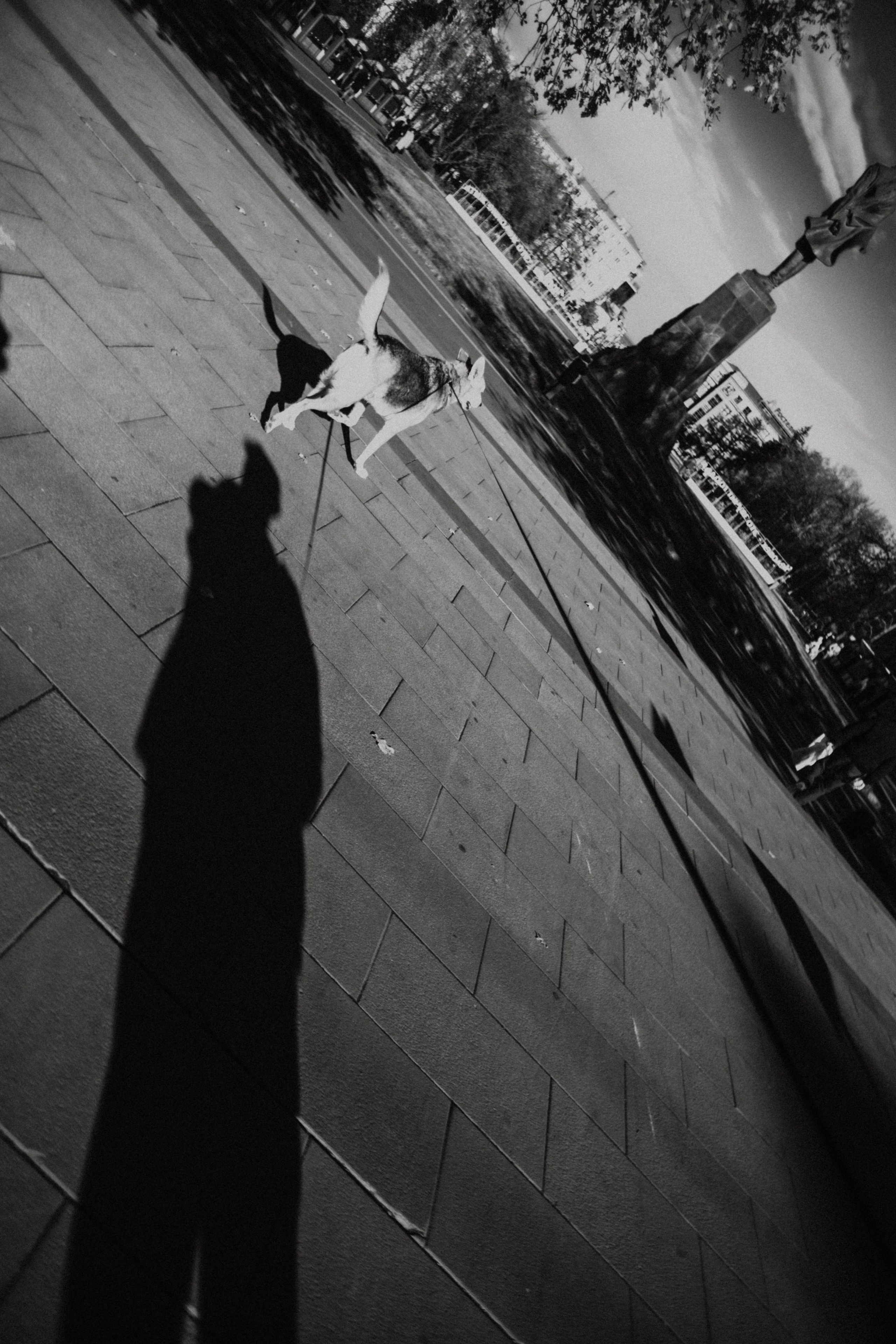 Миша. Матвей. Эмми. Фотограф в Нижнем Новгороде