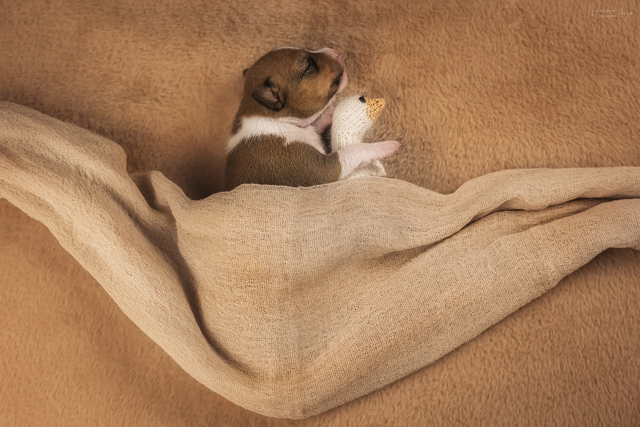 Басеньки. Фотограф анималист Аня Ливанова | Рыбинск