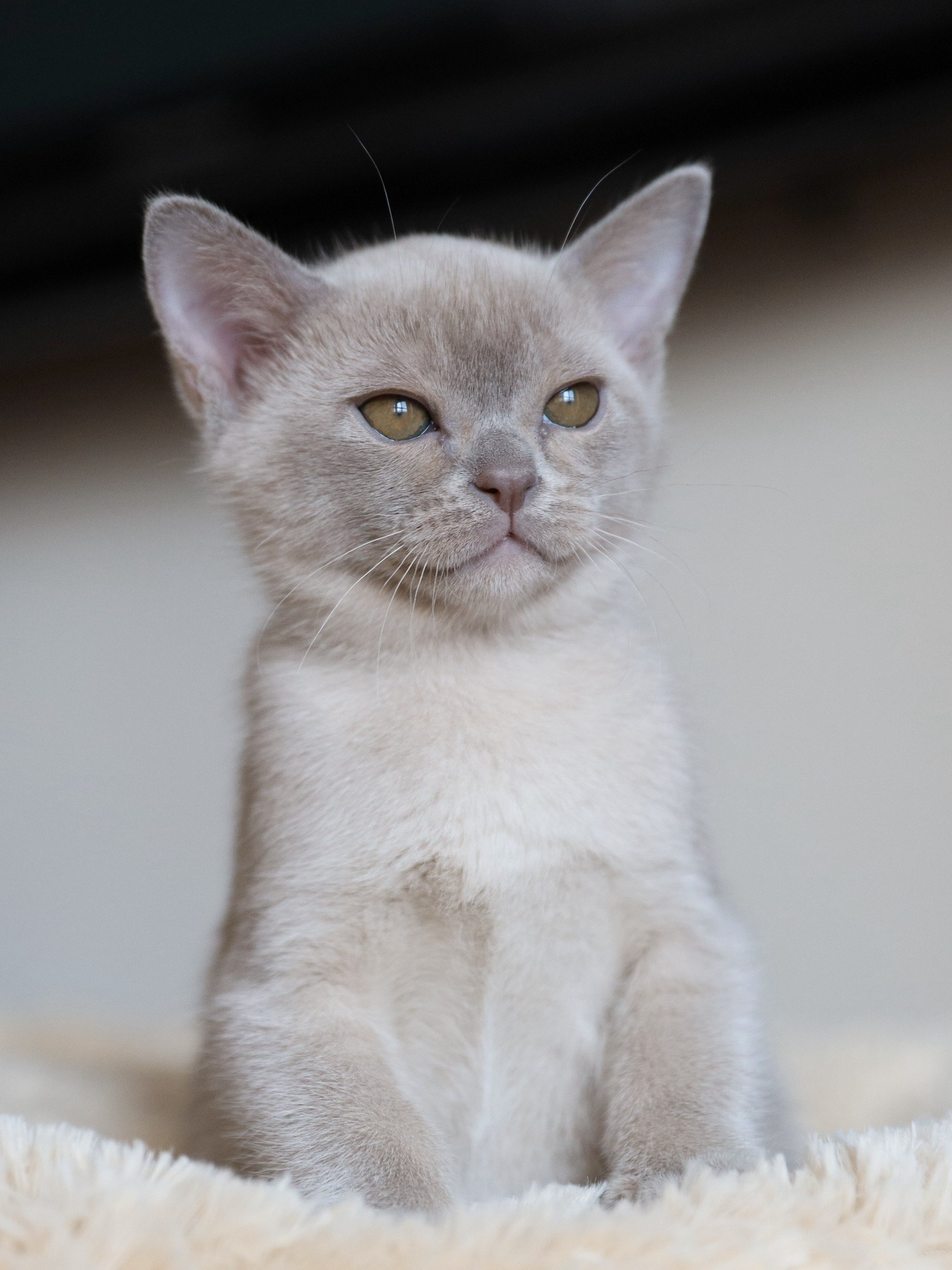 Chester. Cattery “Bouncy Life”