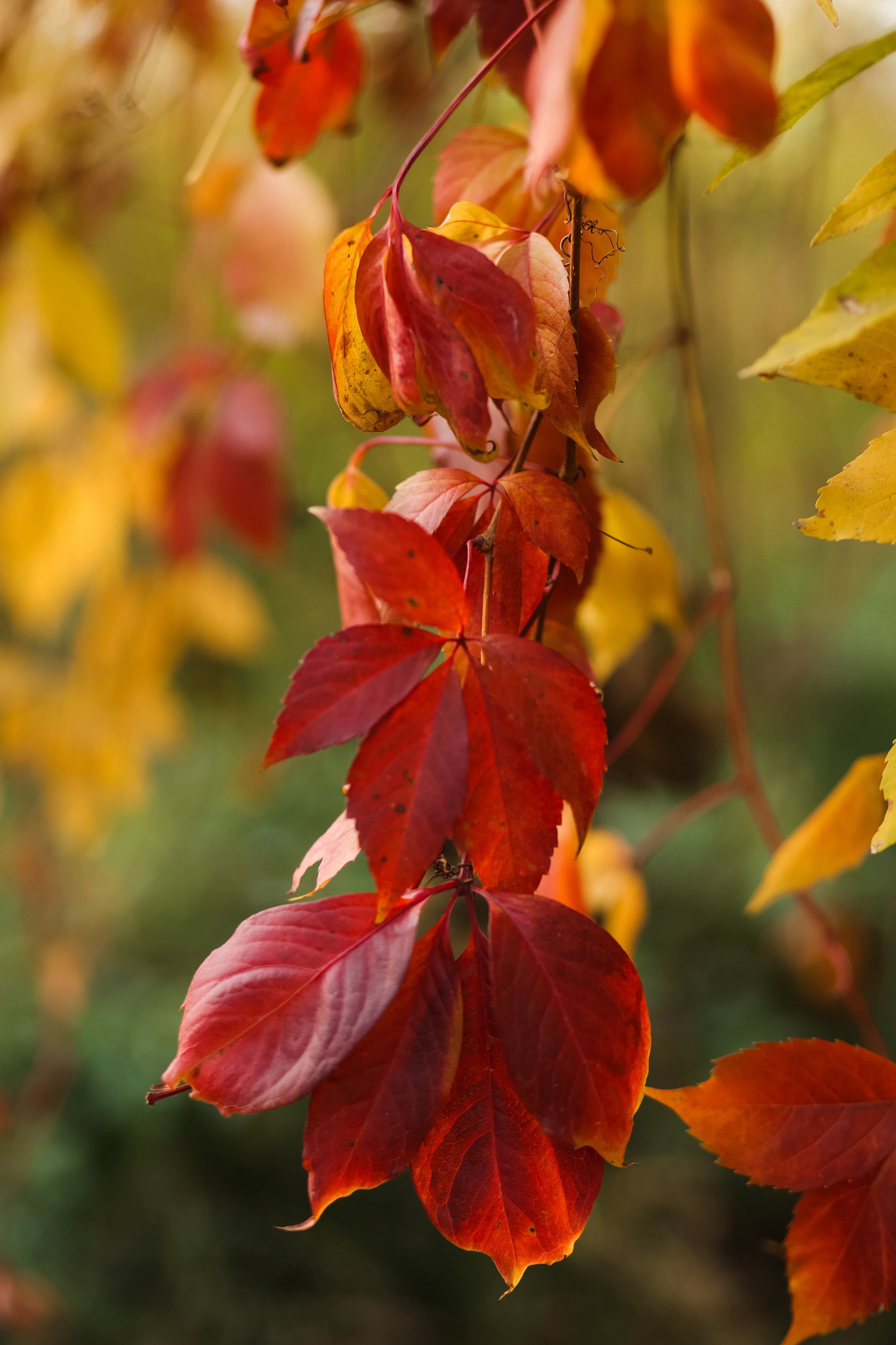 Осенние съемки. Главная