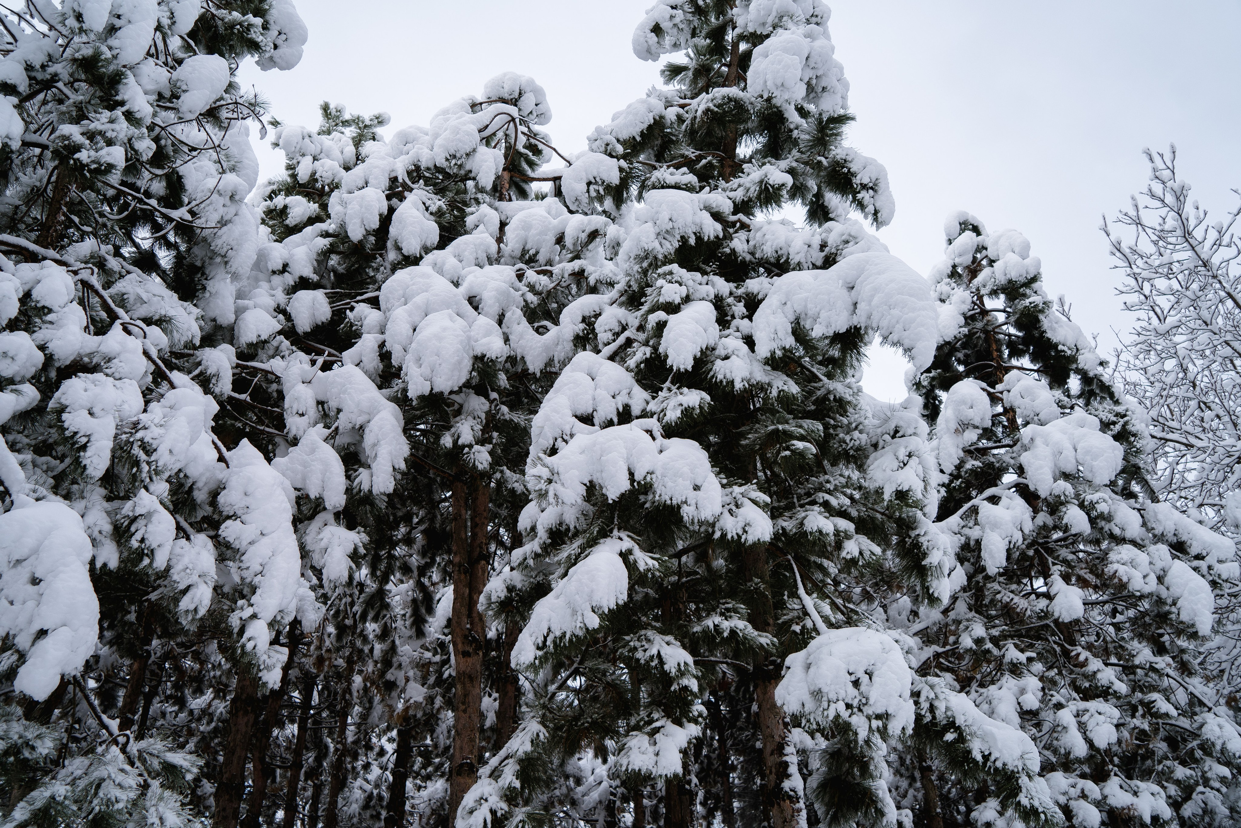 Зима 2024. Свадебный и семейный фотограф/видеограф в Краснодаре Наталья Осинская