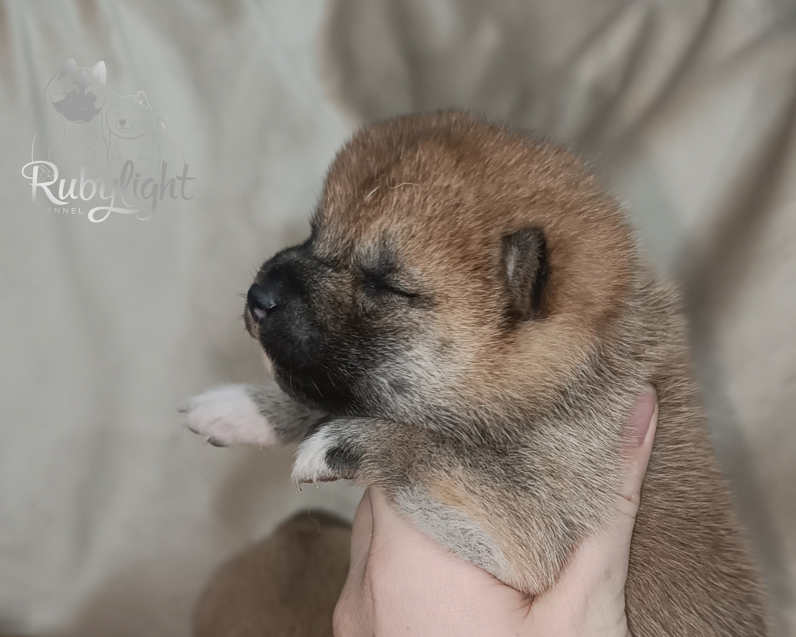 сиба питомник Рубилайт щенки на продажу rubylight  сиба щенки купить СПб Санкт-Петербург 