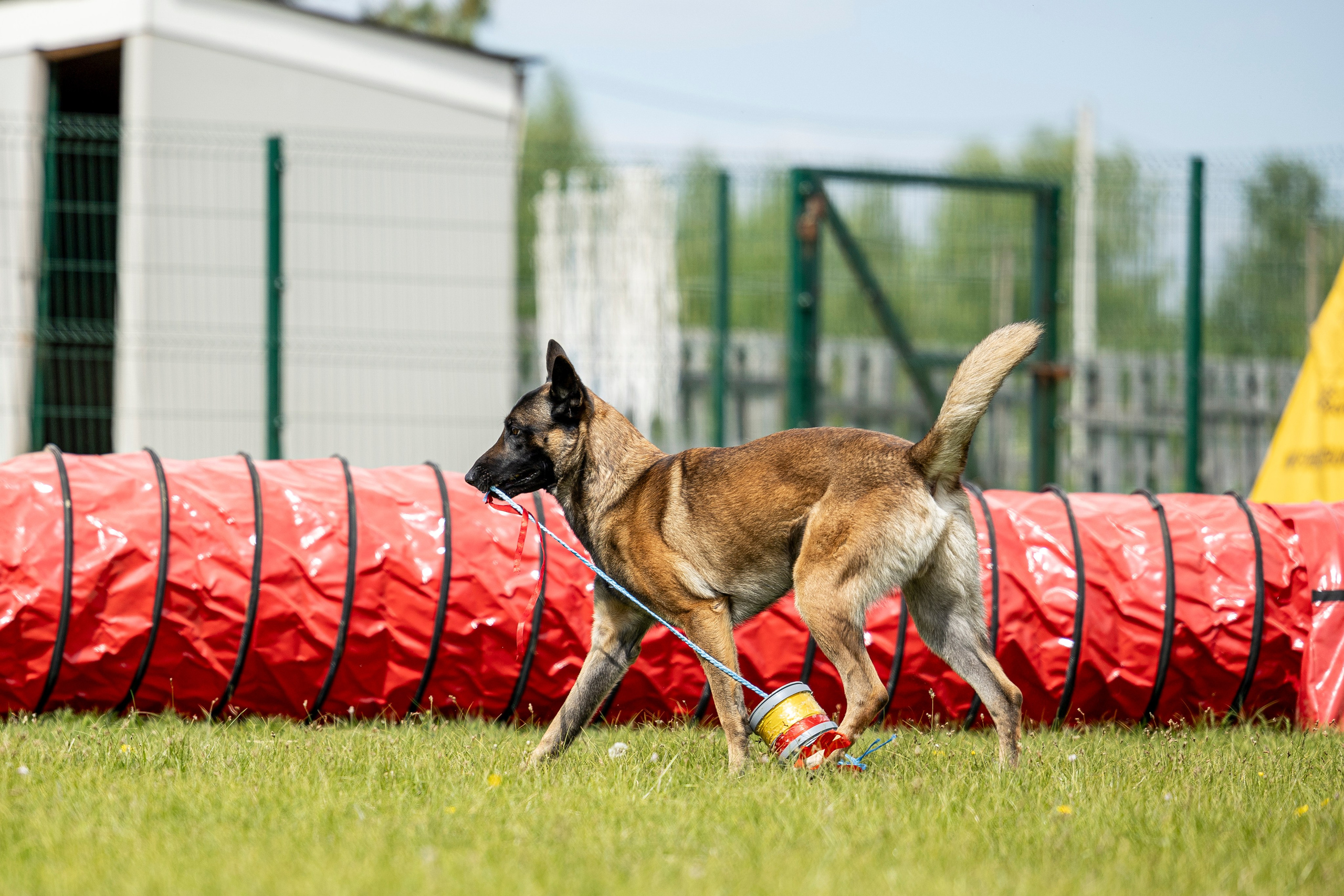 Испытания по мондьорингу в Нижнем Новгороде. Фотограф-анималист Анна Маринич
