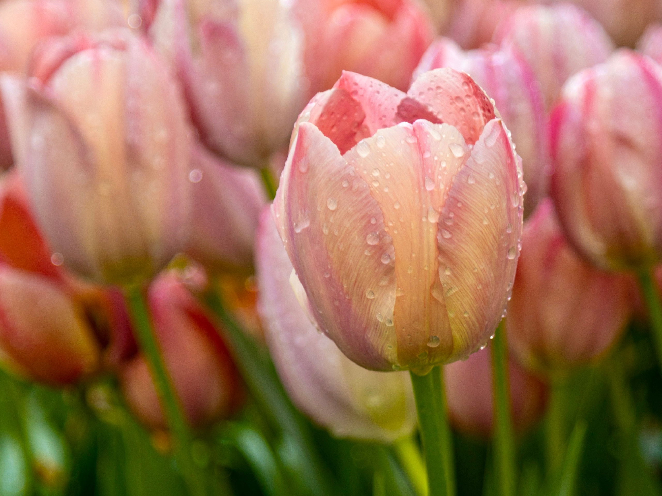 Весенние цветы. Фотосессии и репортаж — Фотограф в Москве — Рина Серёгина