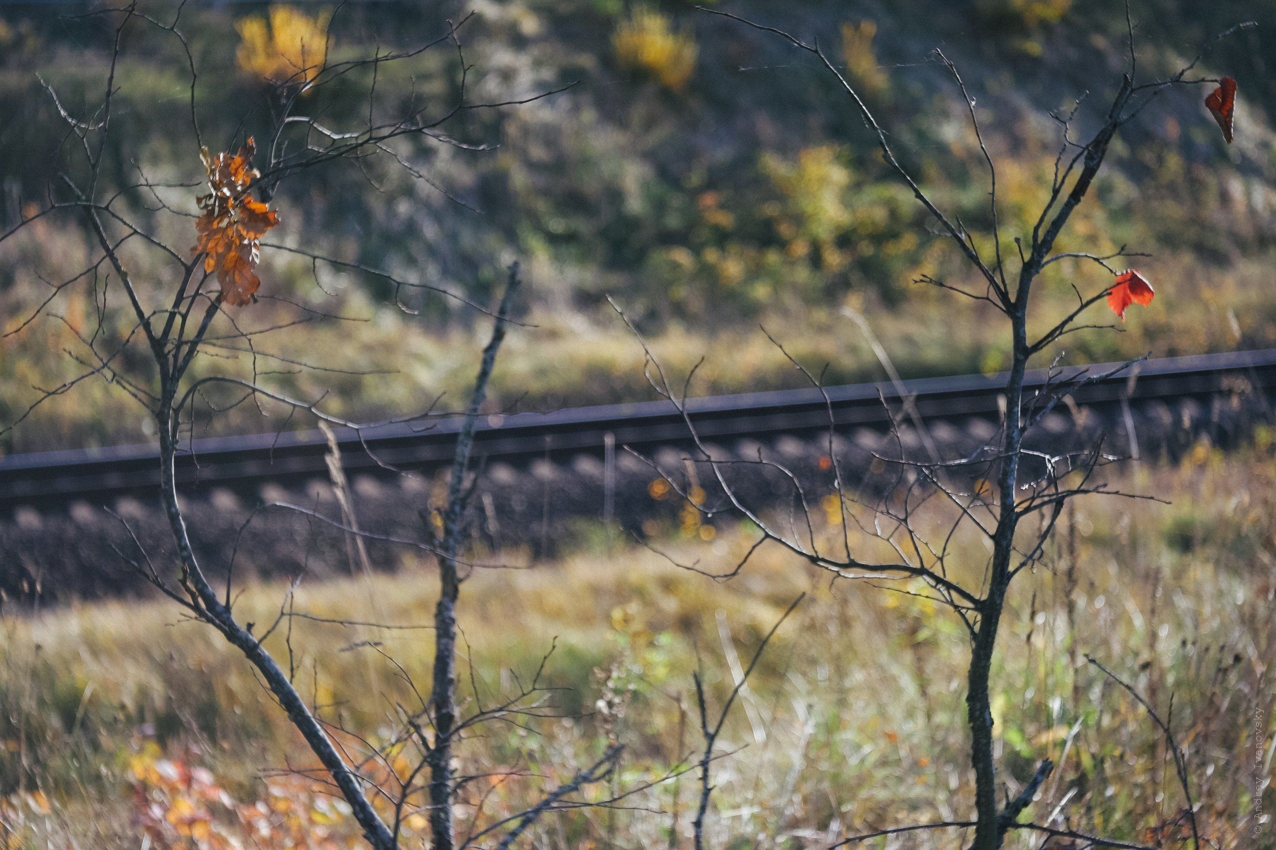 Дачные дела — Canon EOS 350D / Индустар 50-2 50/3.5. Famitsu