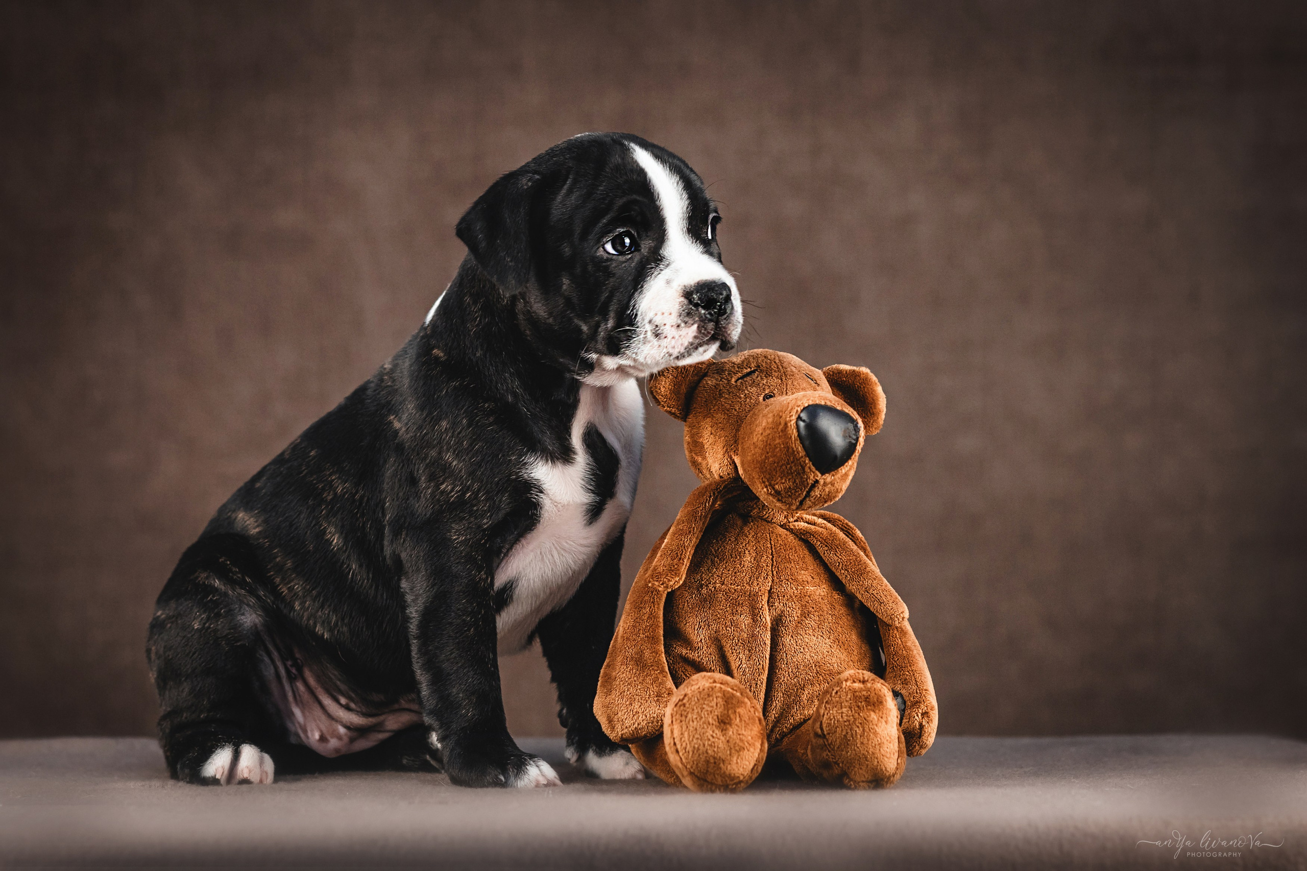 Стаффи. Фотограф анималист Аня Ливанова | Рыбинск