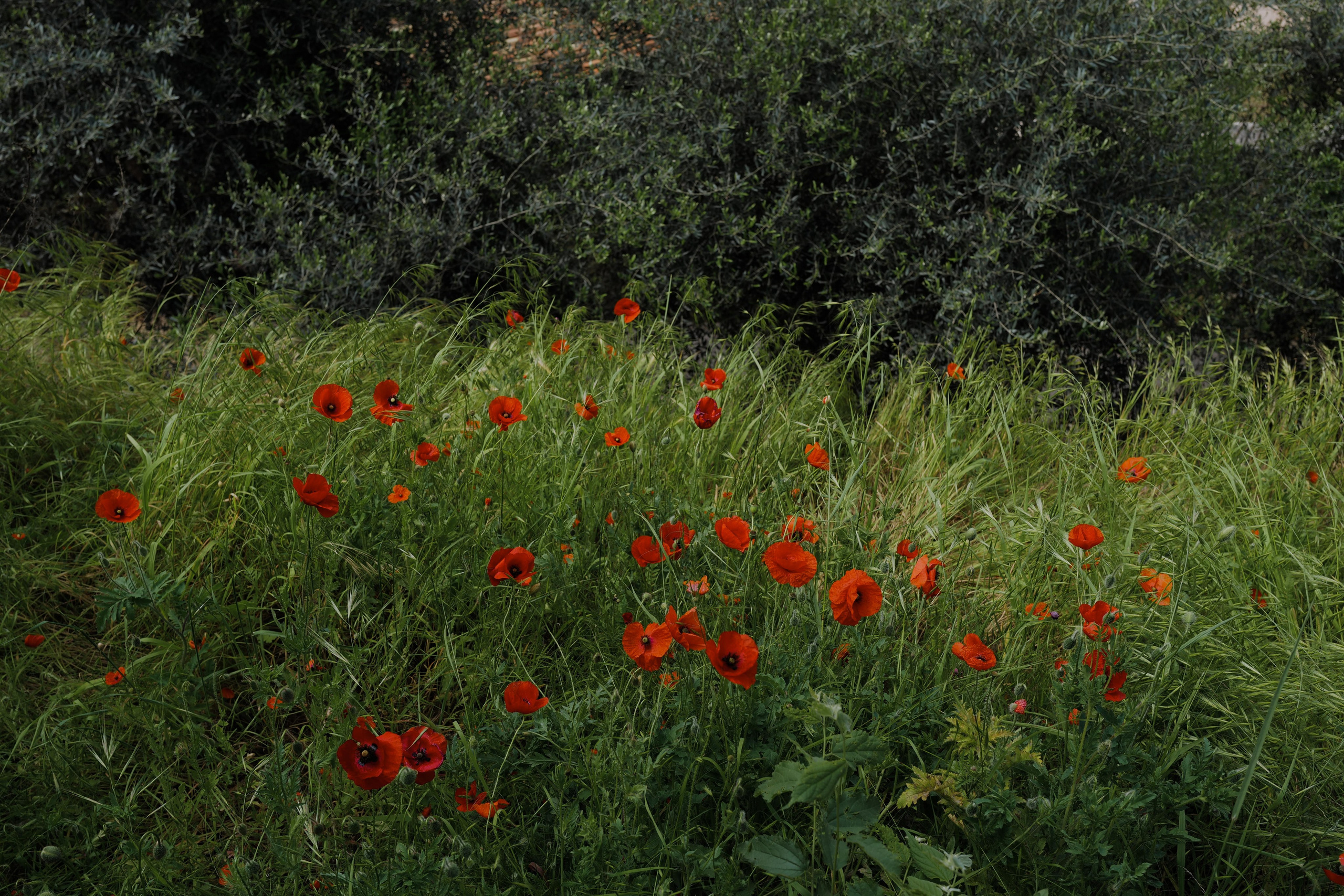 Venice. Фотограф Евгения Добротворская