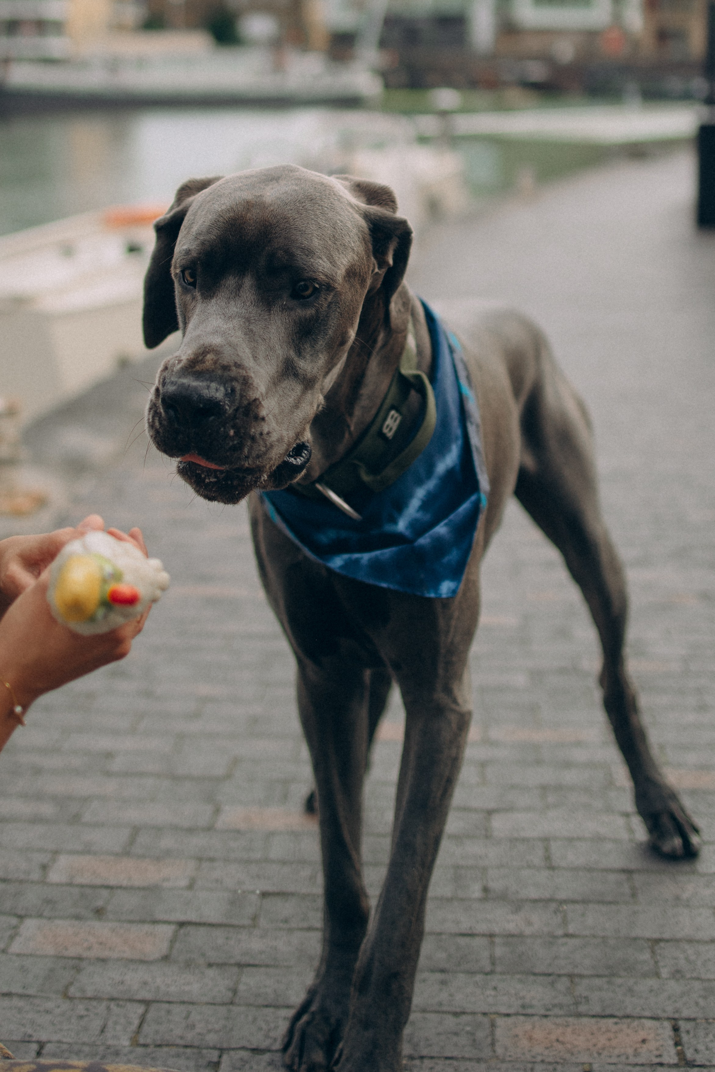 Луиза и Нельсон. Фотораф — анималист Мария Шистка