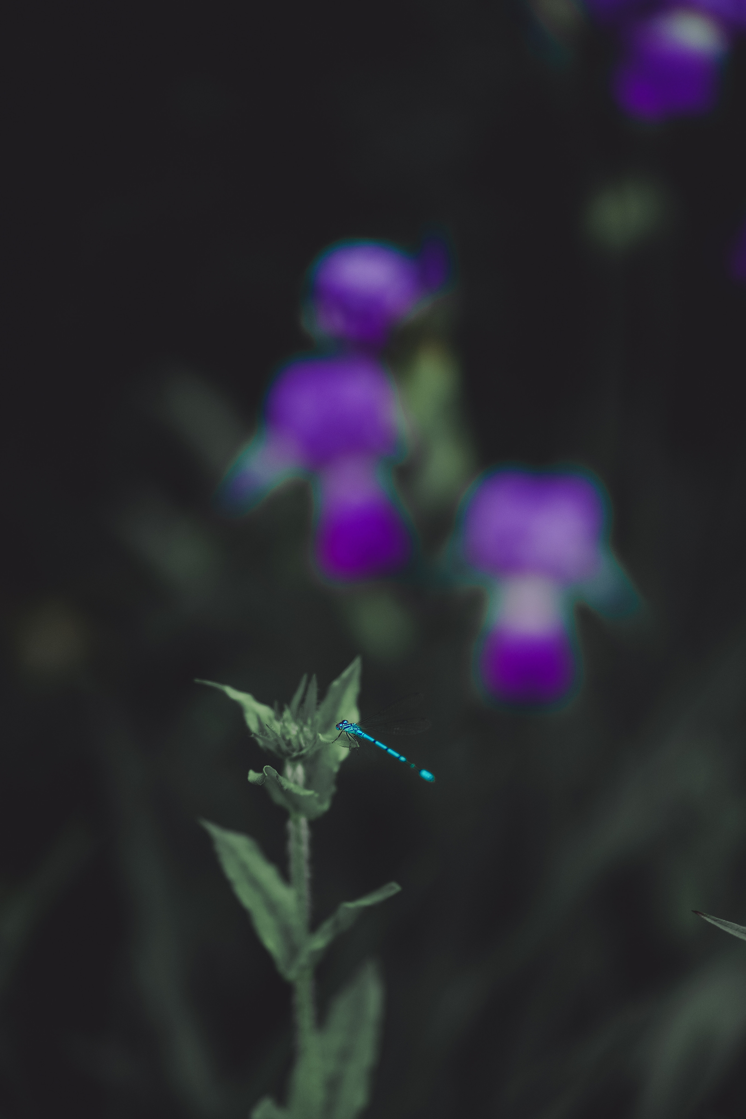 Лейла. Марина Романюк Женский фотограф в Великих Луках и Санкт-Петербурге