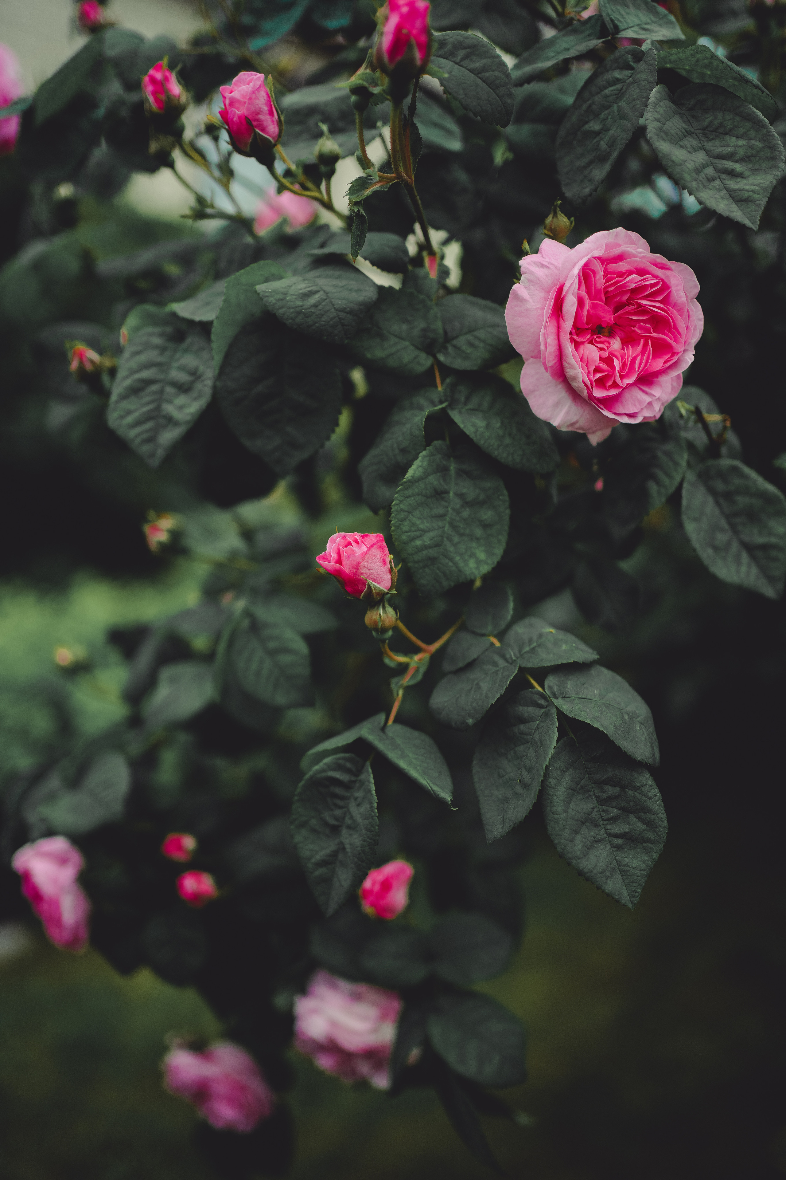 Лейла. Марина Романюк Женский фотограф в Великих Луках и Санкт-Петербурге