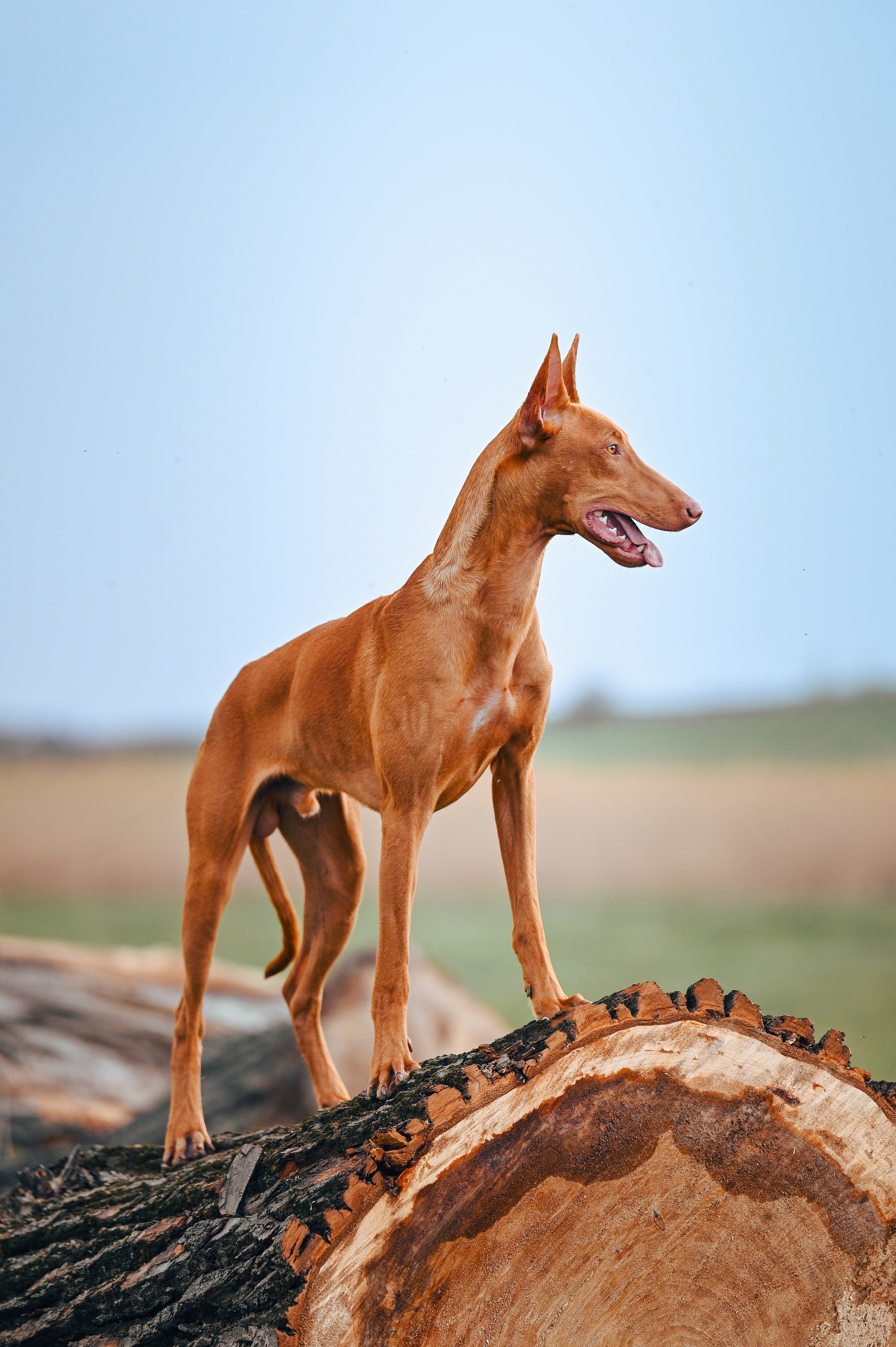 Фотограф в Ростове —на — Дону