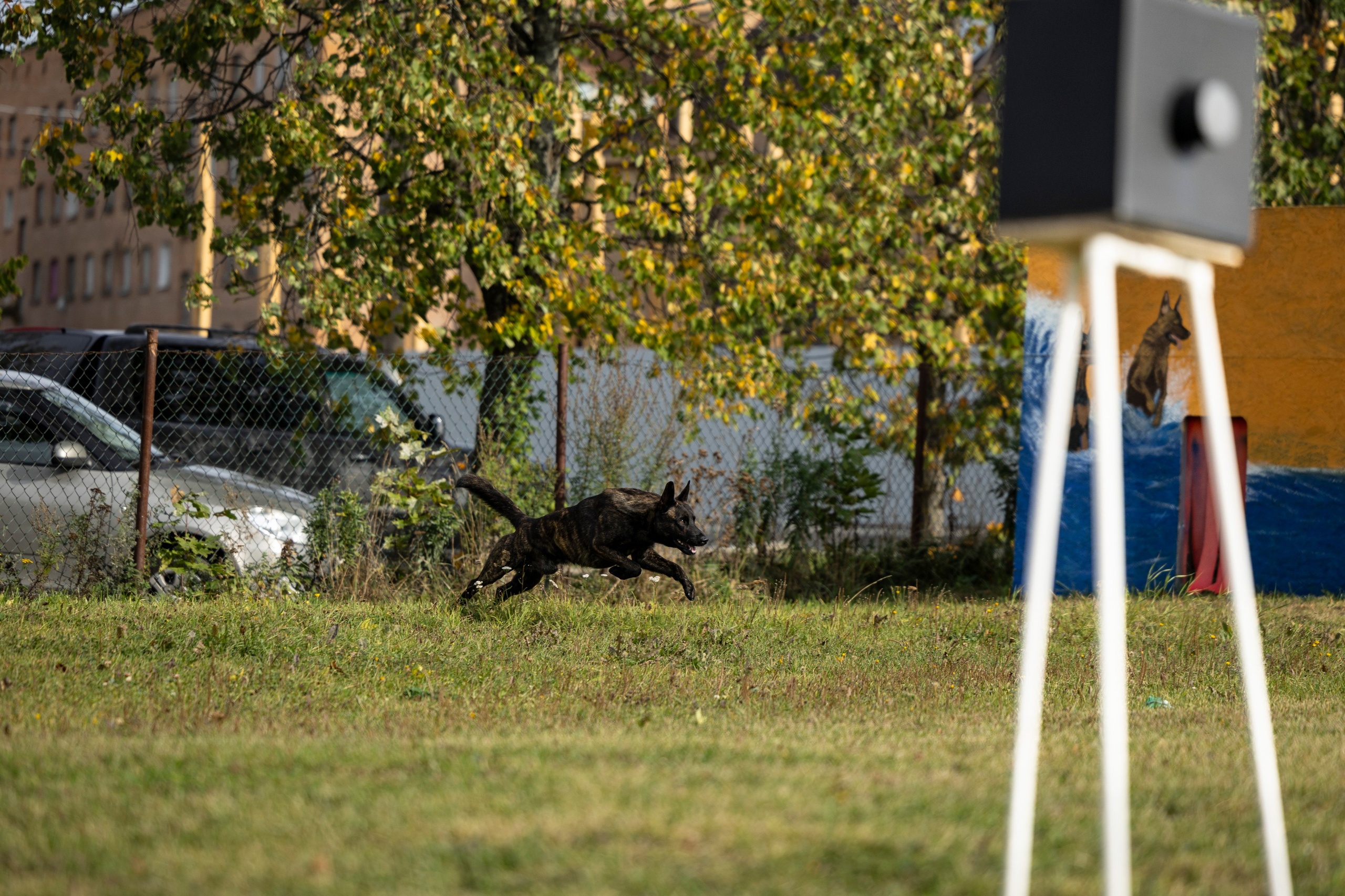 Испытания по Мондьорингу г. Пушкин. Фотограф-анималист Анна Маринич