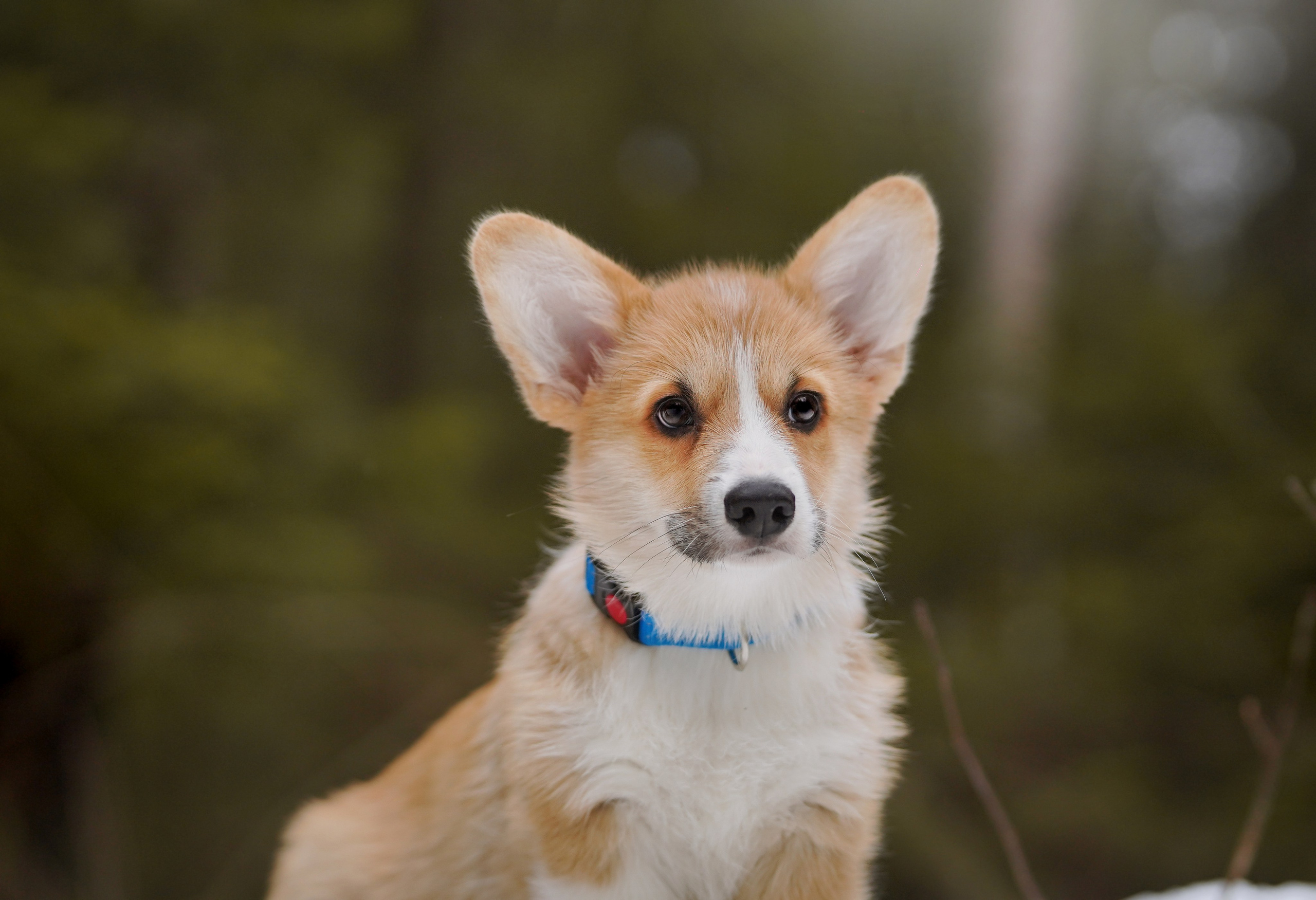Щенки корги. Фотограф-анималист в Санкт-Петербурге Яна Мартынова