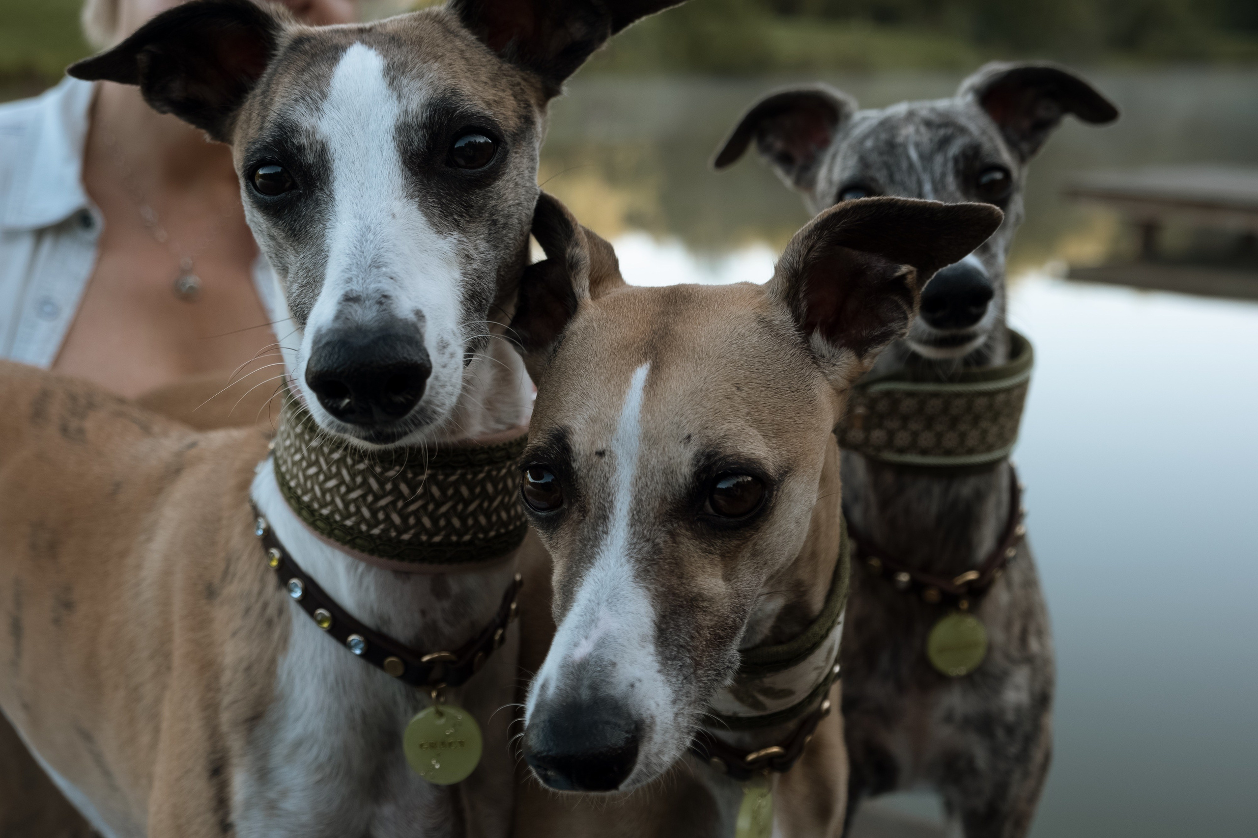 Animalism. Nataresso | фотограф Москва