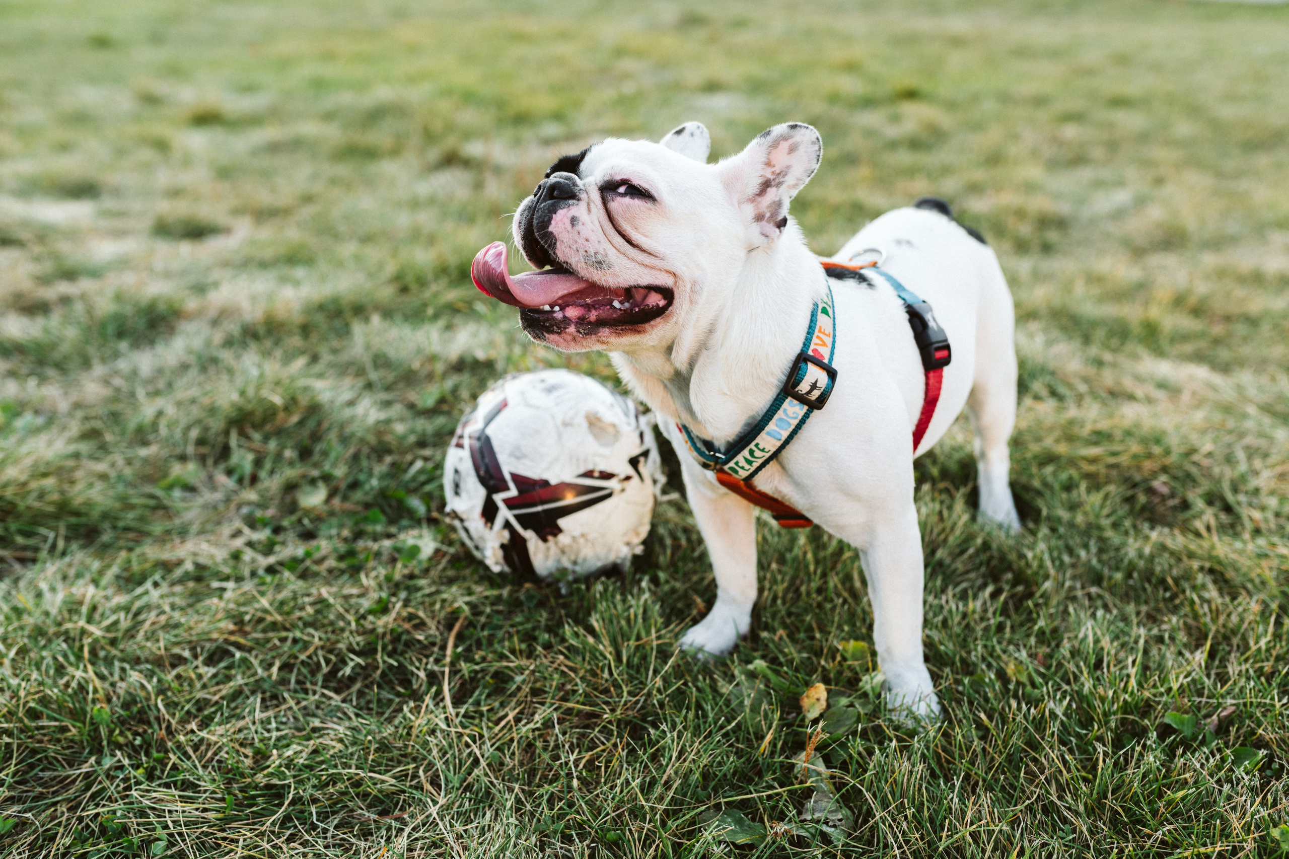 Инна и Белль. Фотограф анималист в Москве Ольга Агушева