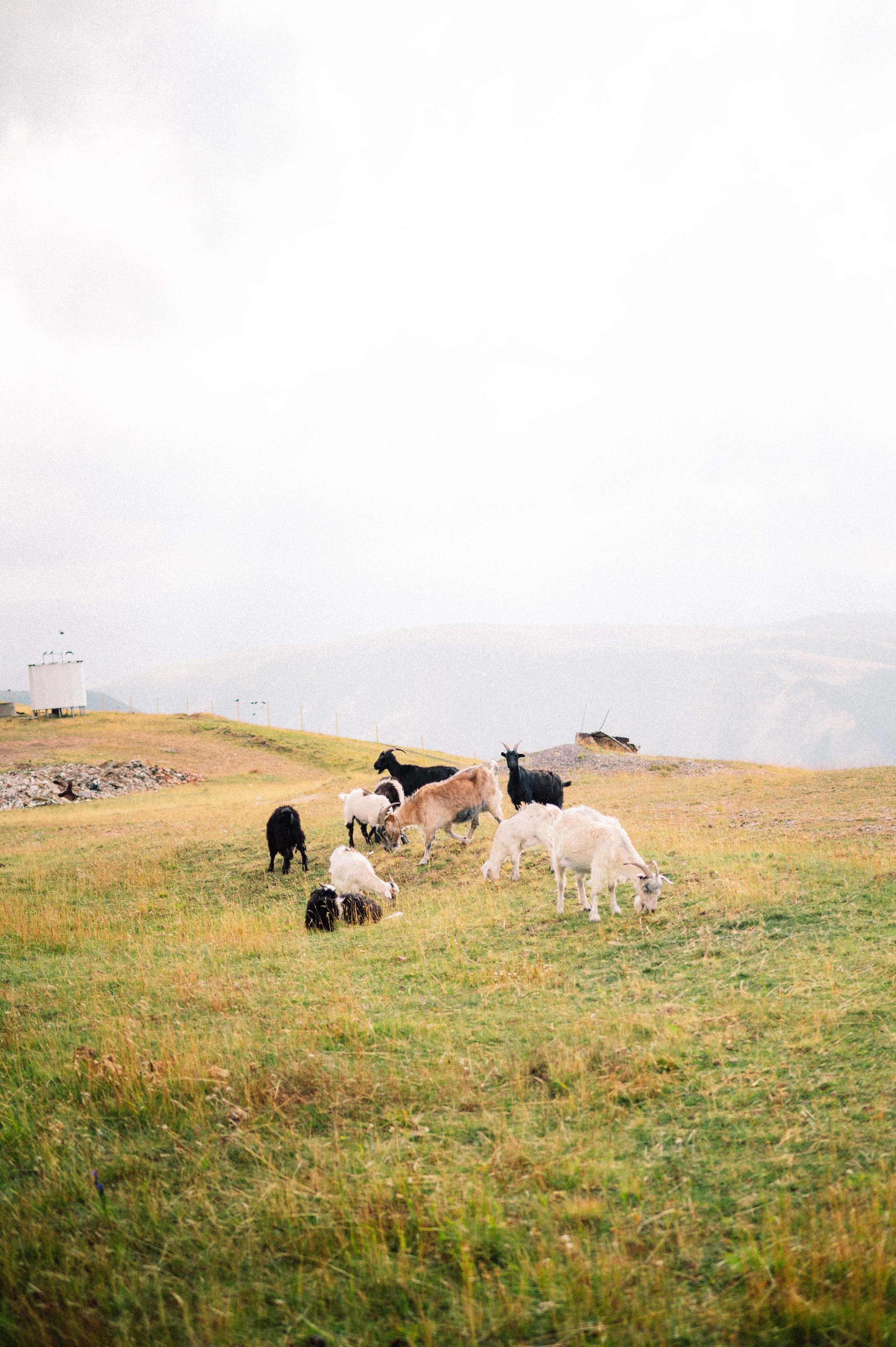 Плато Ассы: июль 2025. Фотограф в Алматы — Дарья Фёдорова