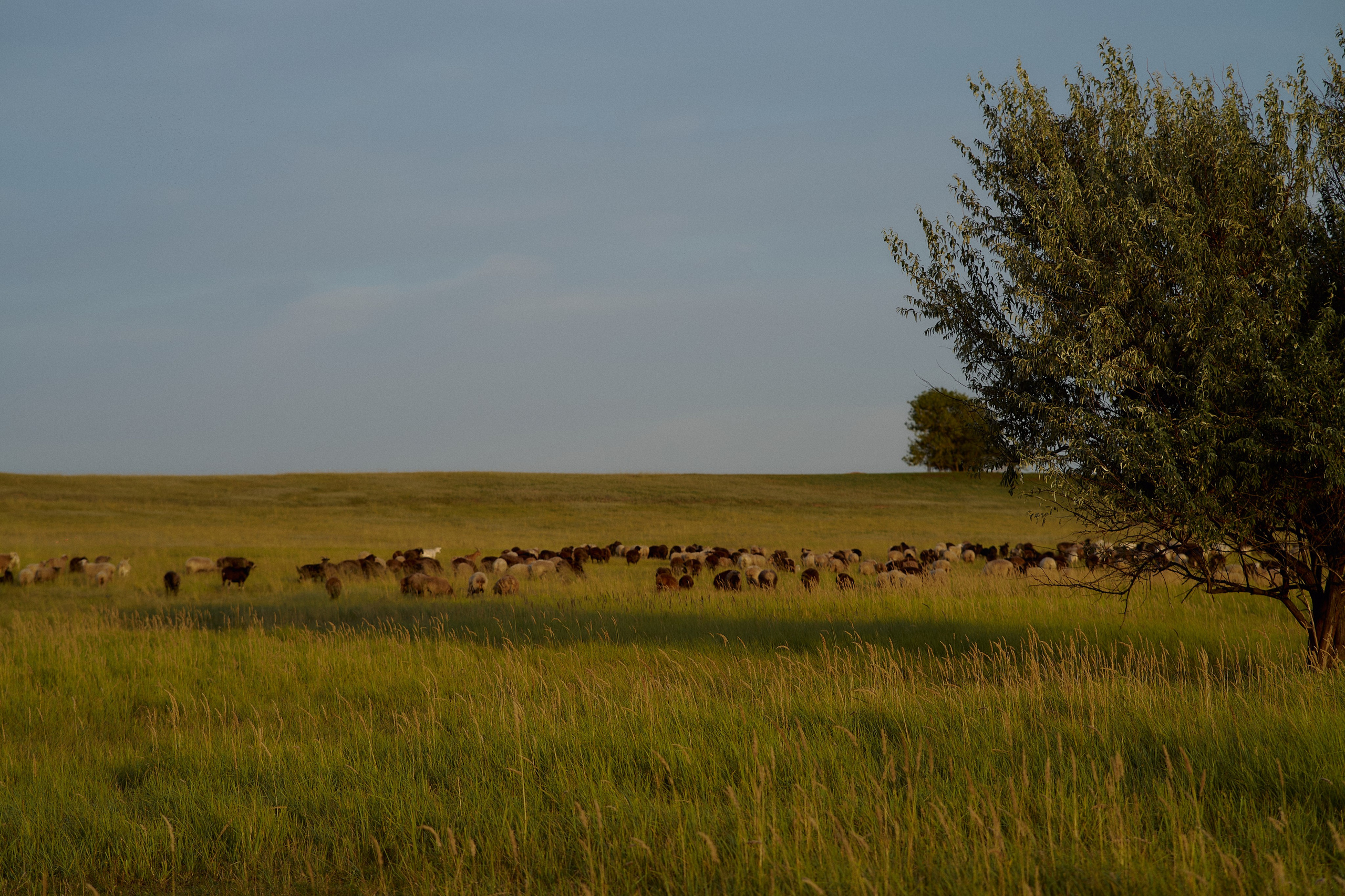 Шамиль, Аня и Марс в поле с барашками. Семейный и свадебный lifestyle-фотограф в Москве Мария Петрова