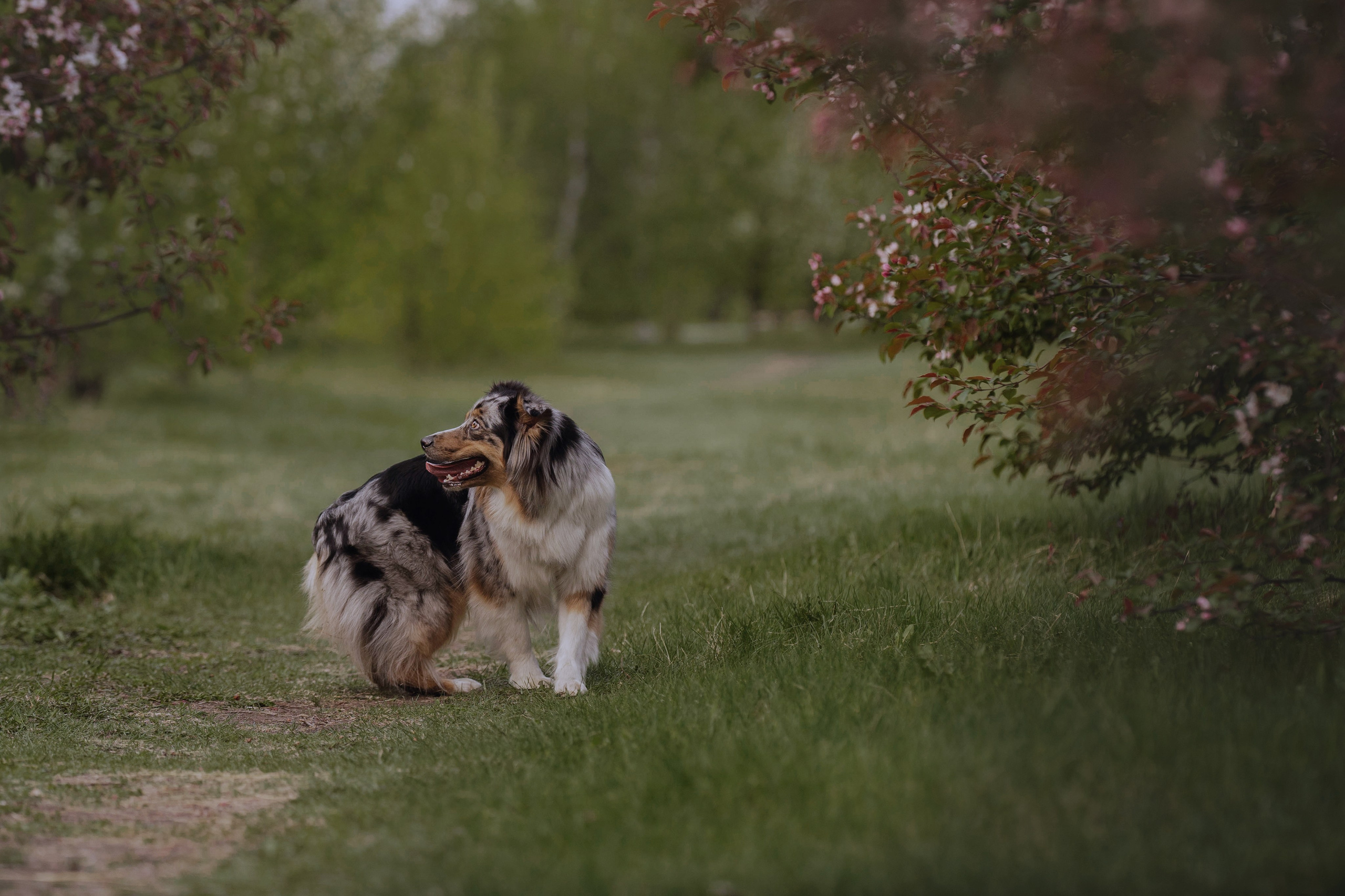 Николай и его девчонки. Kameramotor74