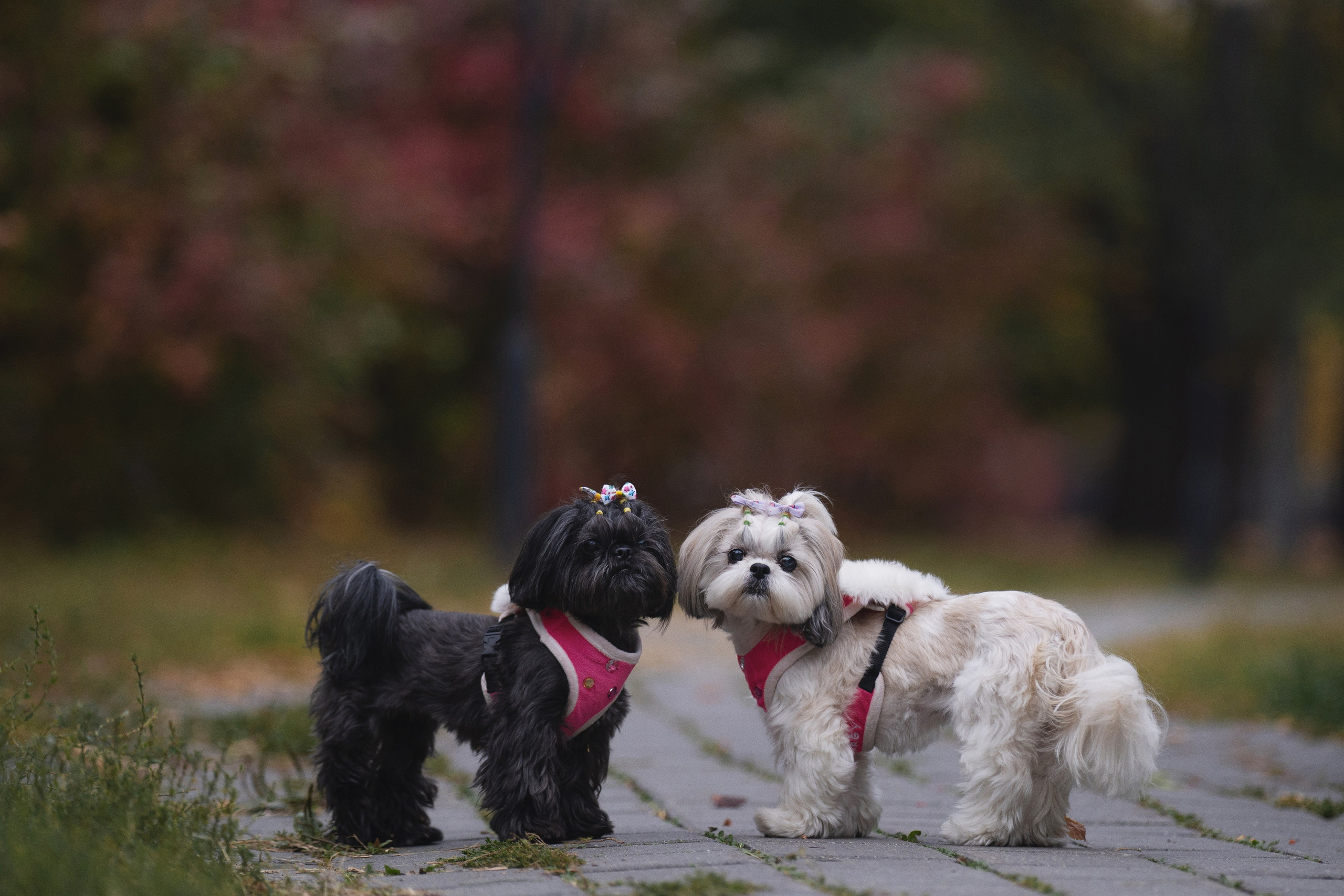 Даша, Иван и их девочки. Kameramotor74